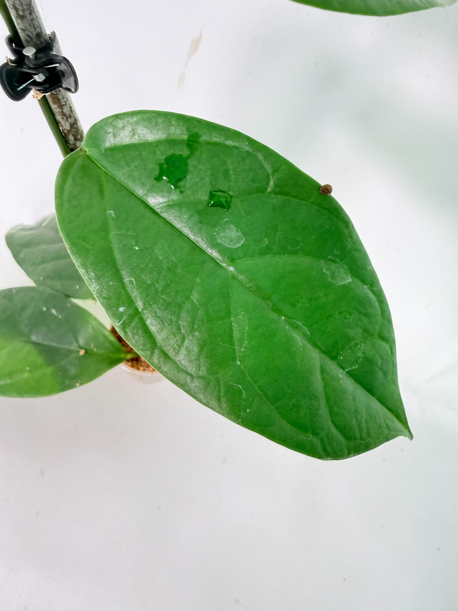 Hoya Coriacea 5