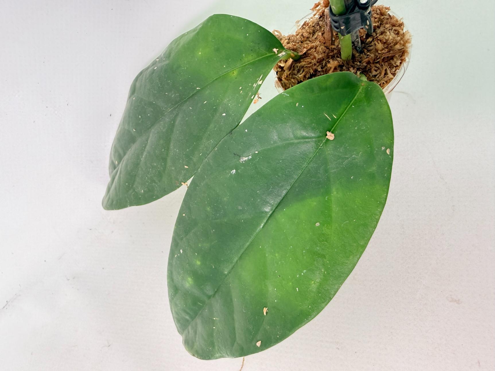 Hoya Coriacea 6