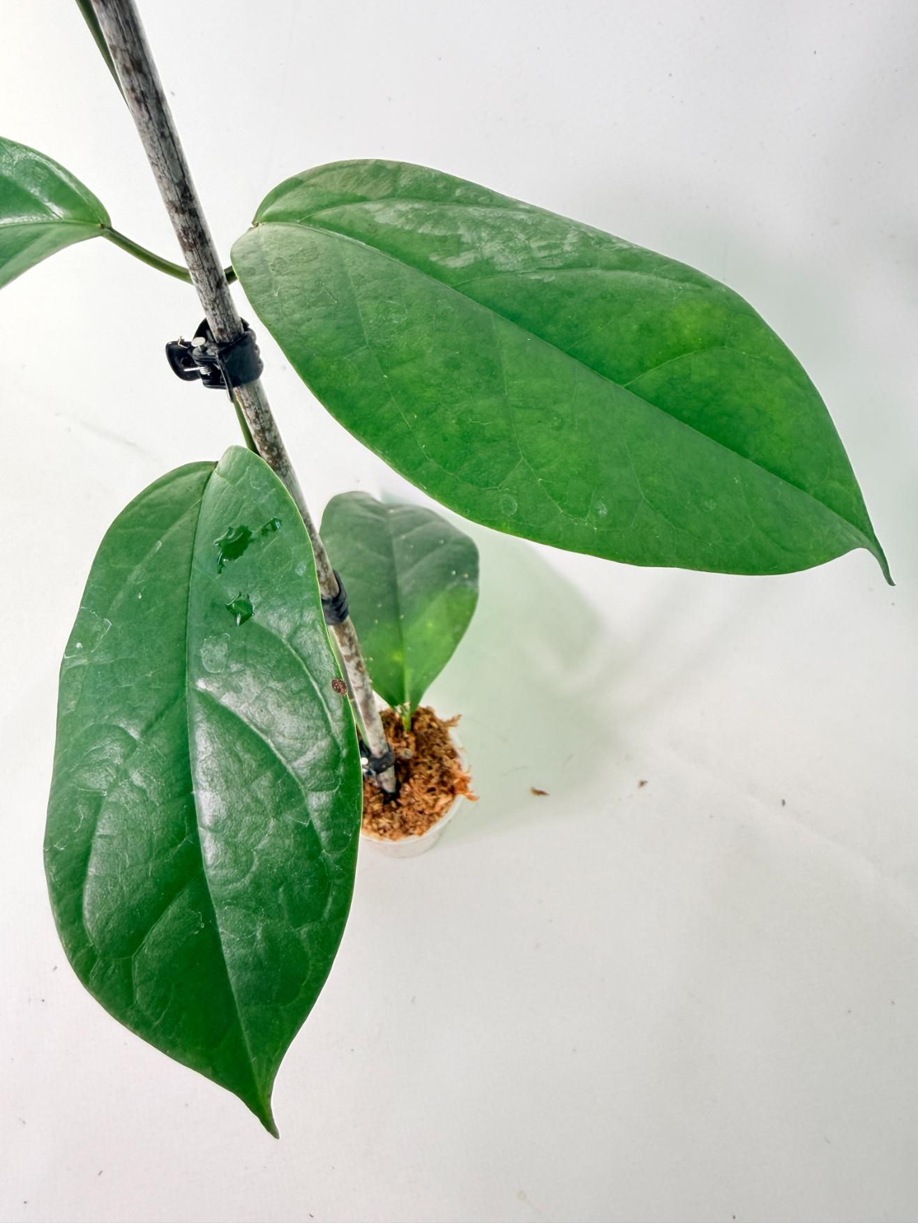 Hoya Coriacea 3