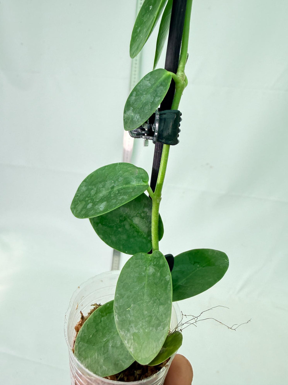 Hoya Cumingiana 5