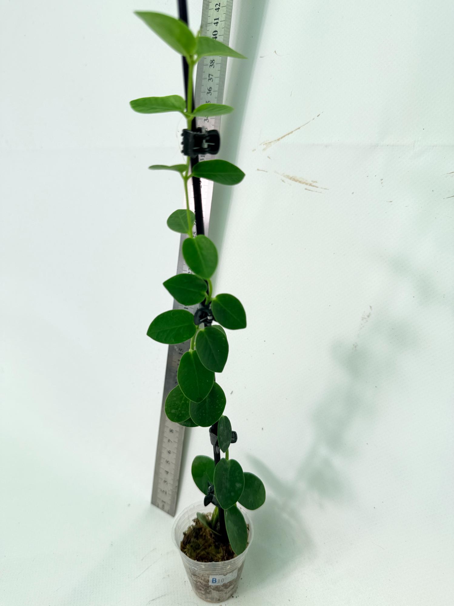 Hoya Cumingiana 8