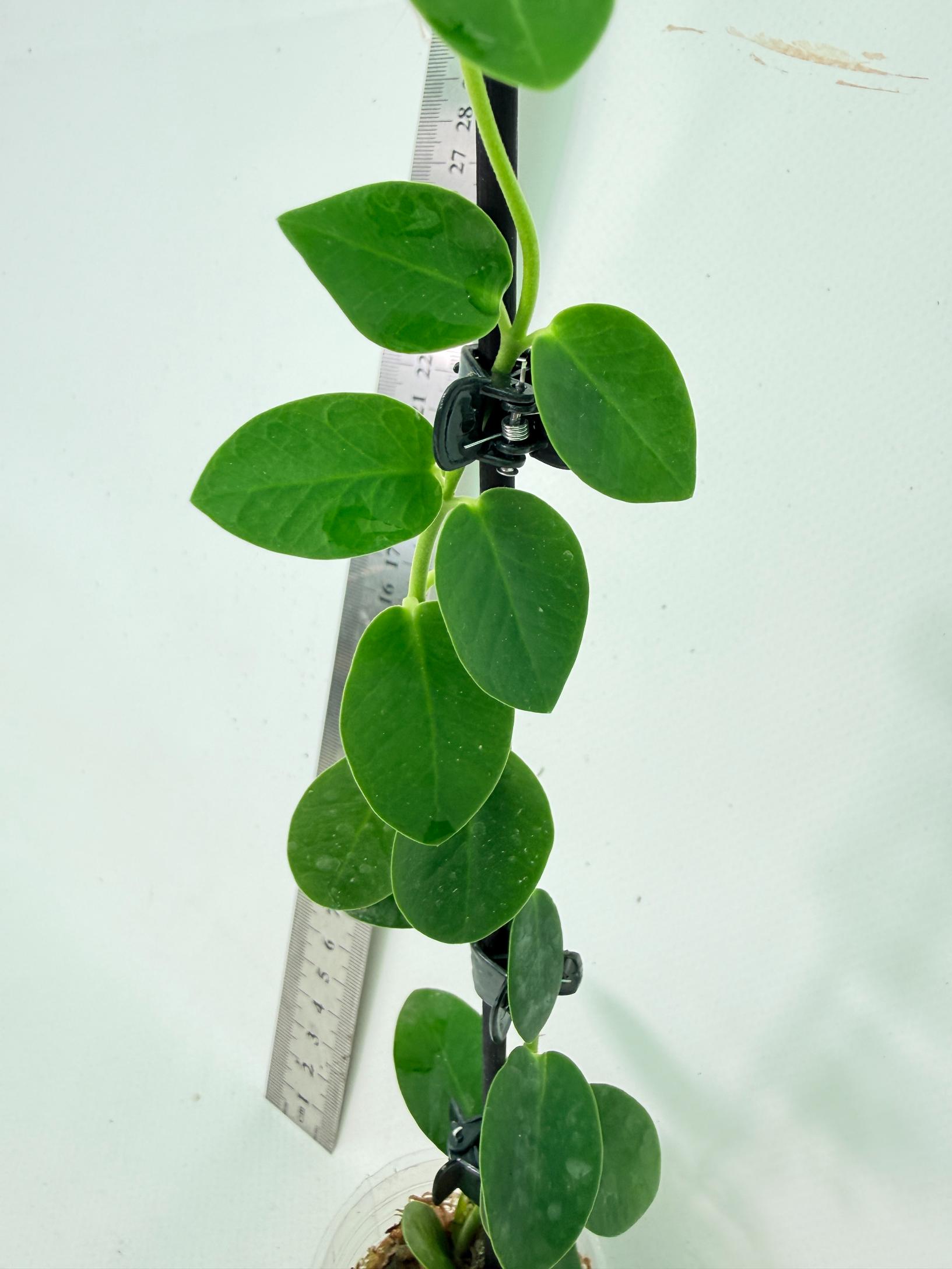 Hoya Cumingiana 6
