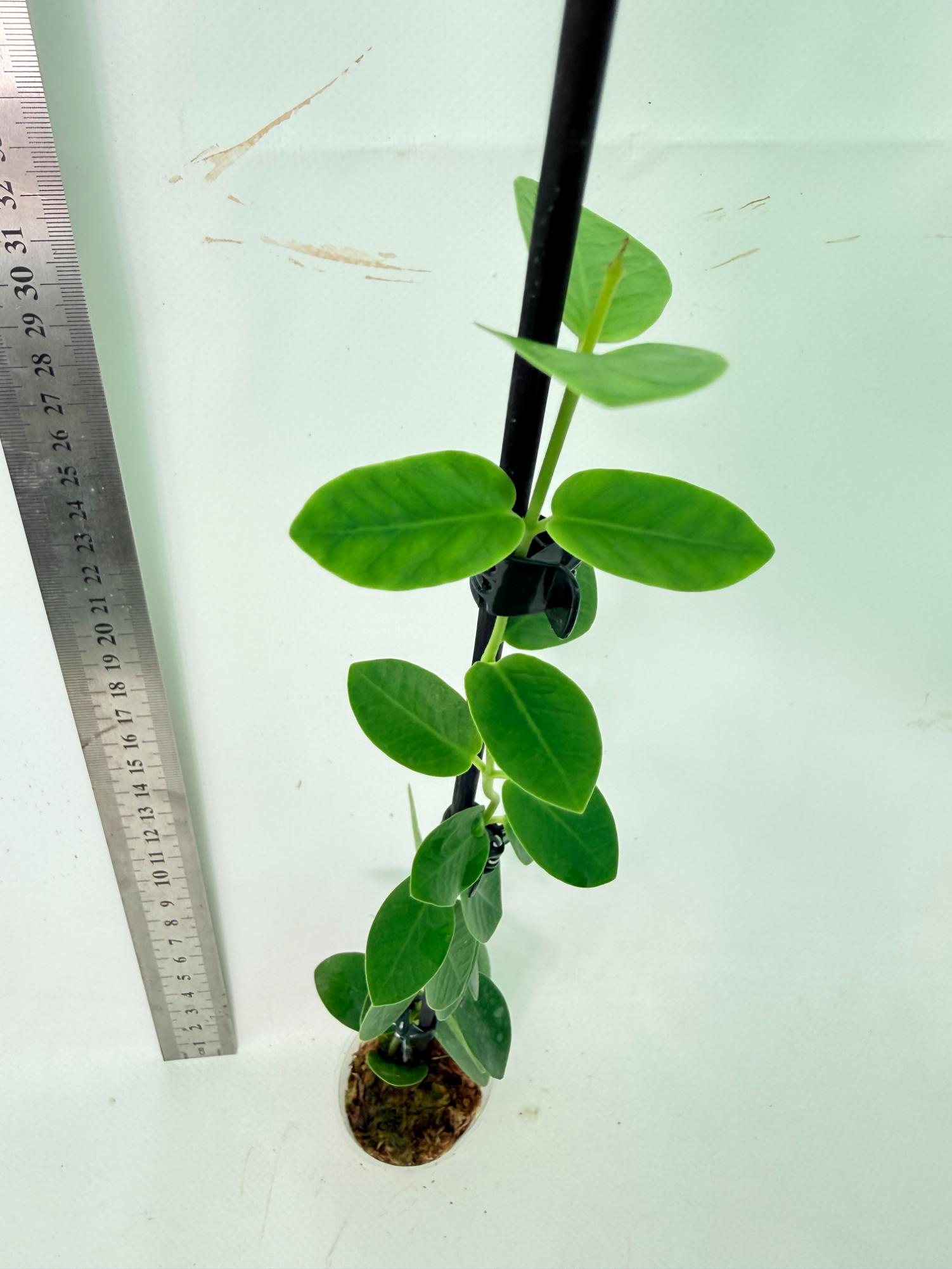 Hoya Cumingiana 4