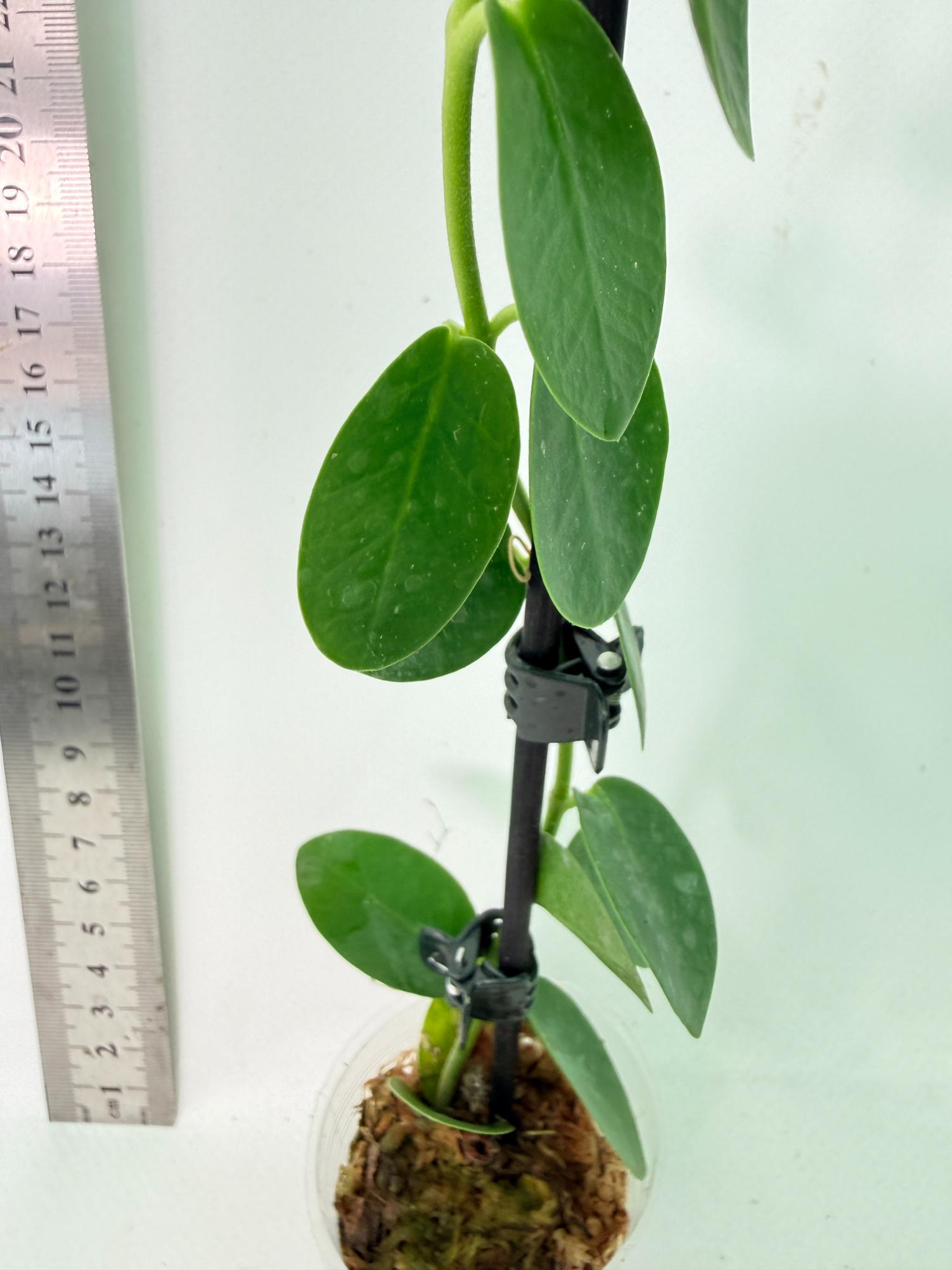 Hoya Cumingiana 7