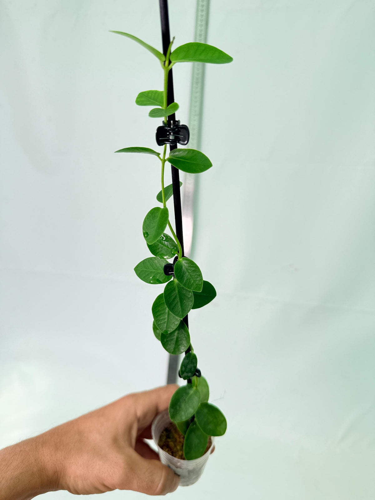 Hoya Cumingiana 3
