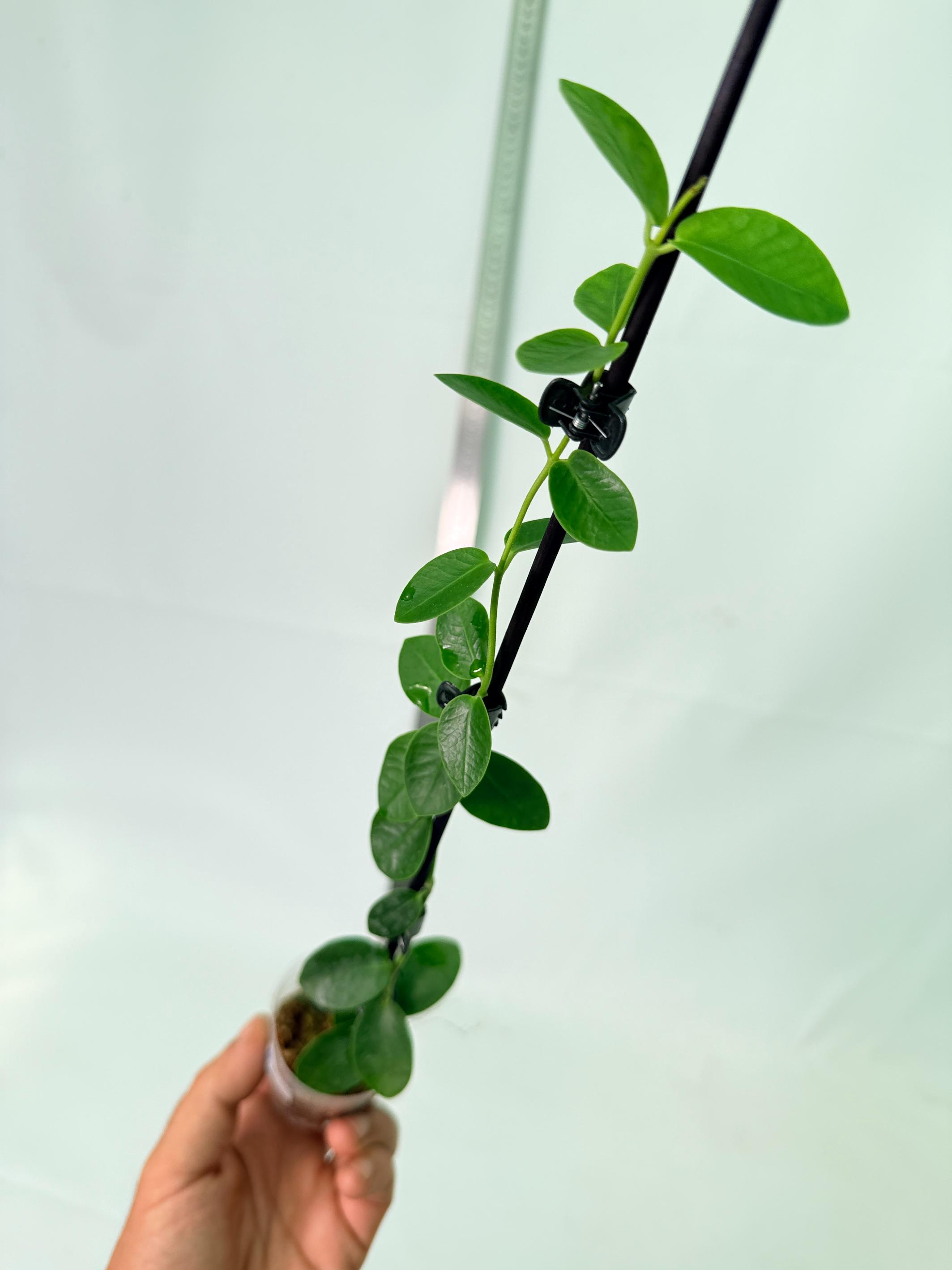 Hoya Cumingiana 1