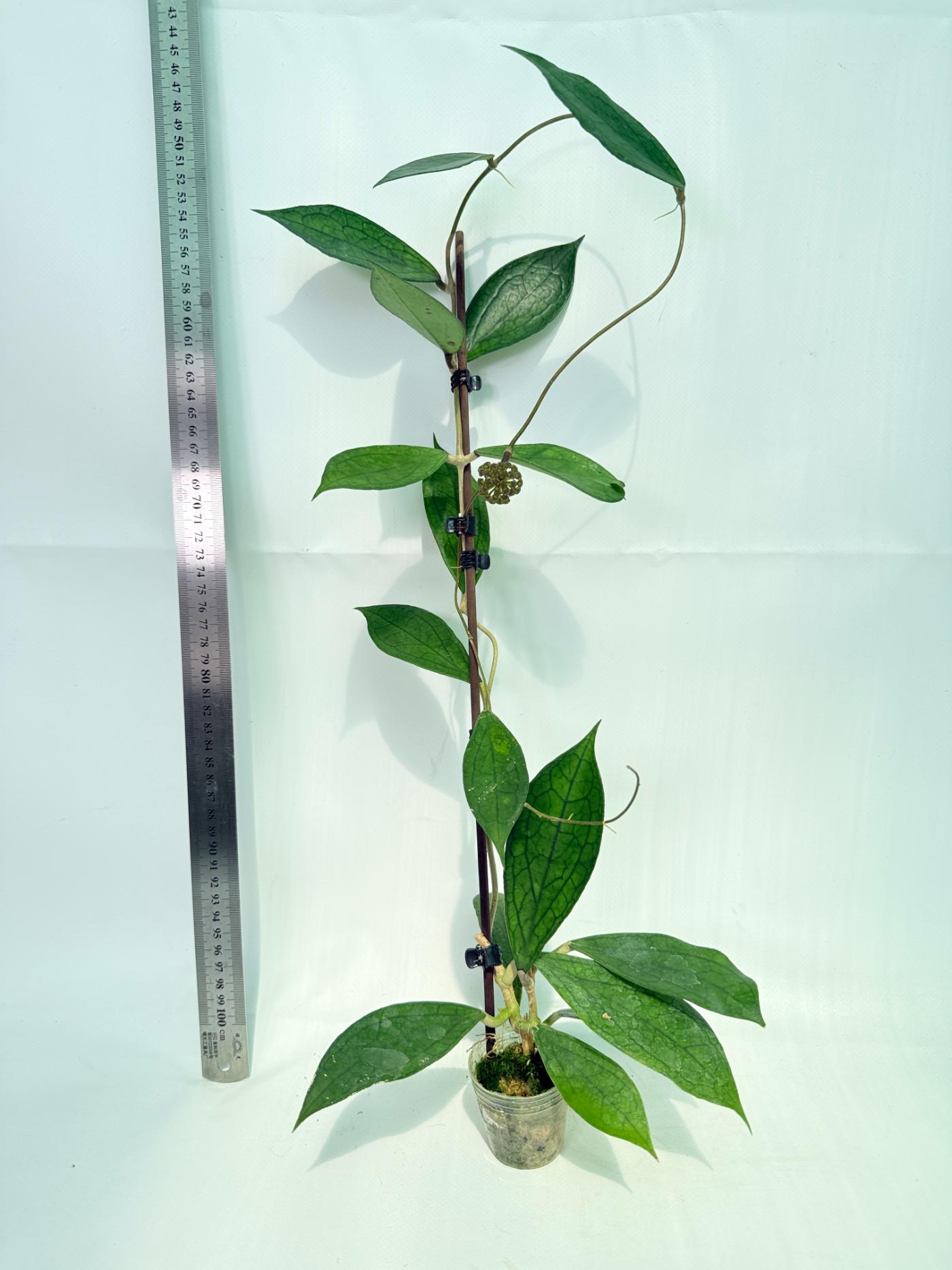 Hoya Cv. Jennifer with FLOWERS 2