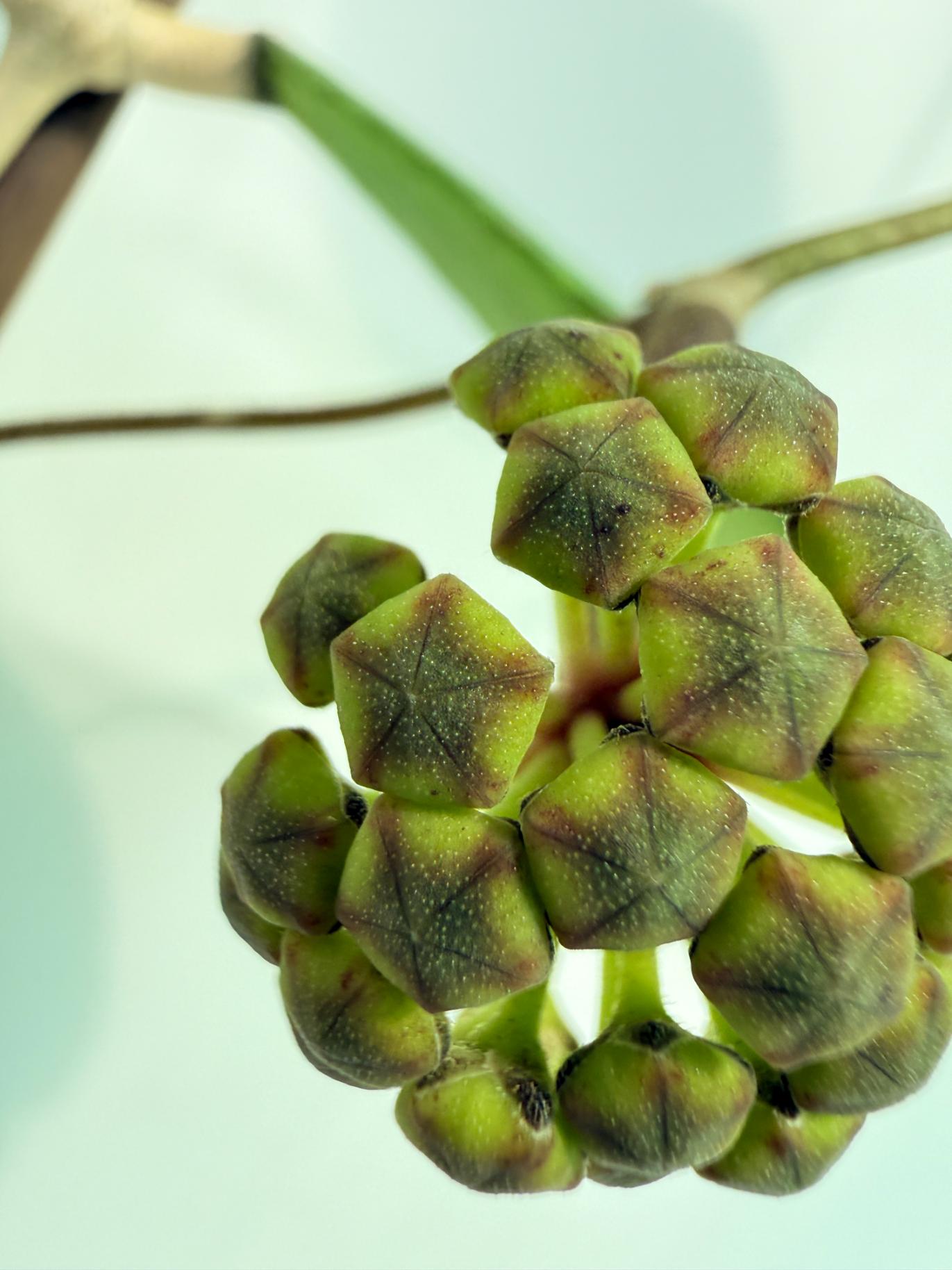 Hoya Cv. Jennifer with FLOWERS 4