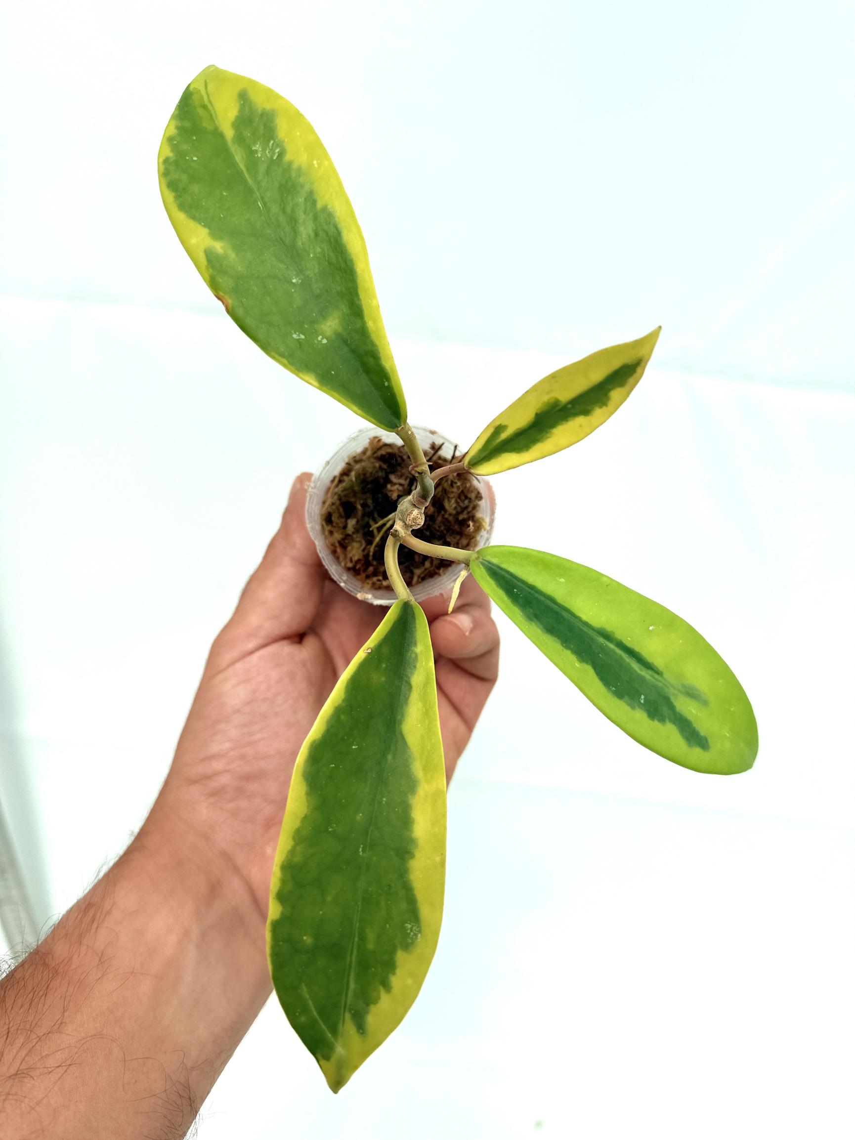 Hoya Diversifolia Albomarginata 2