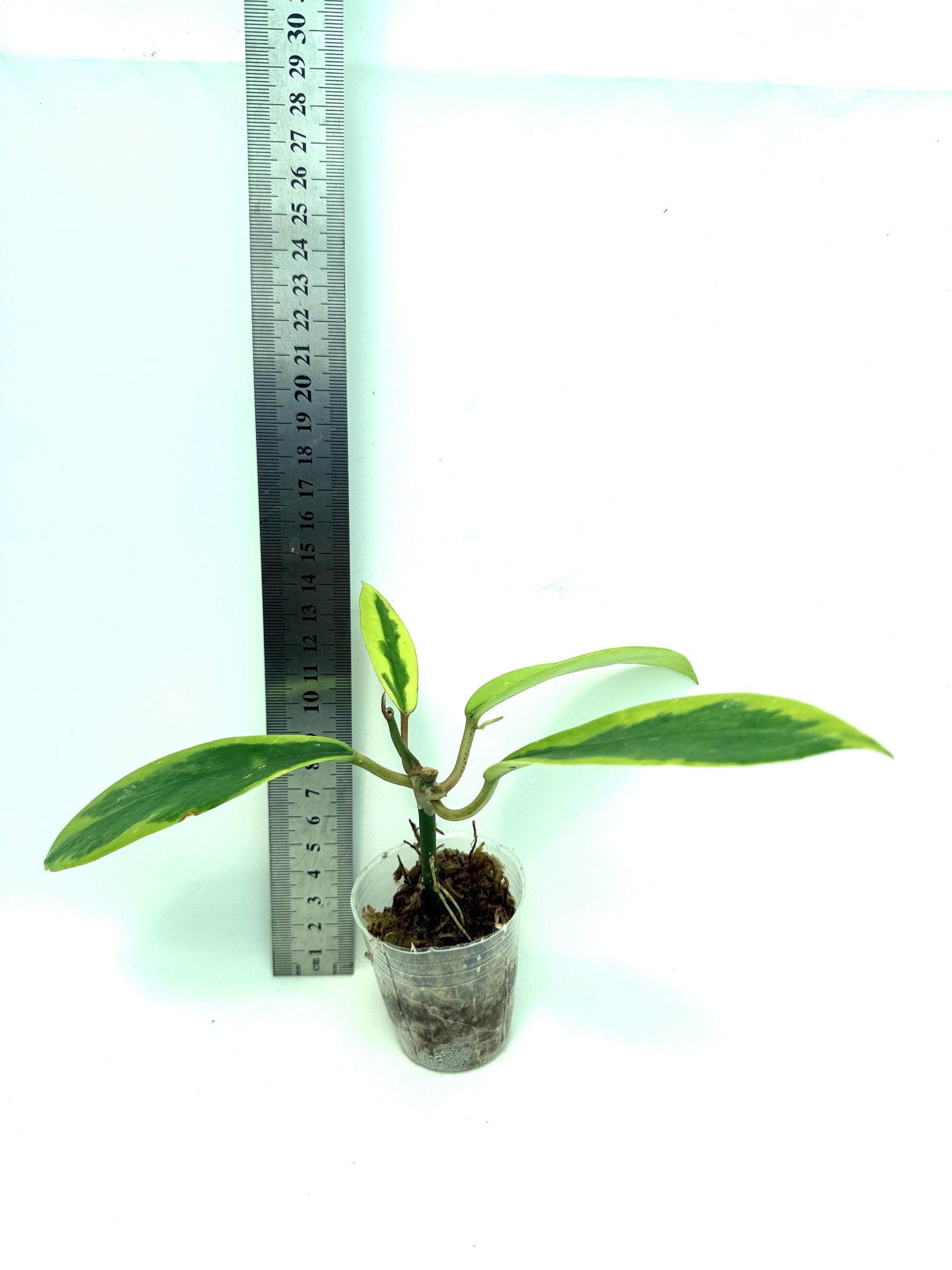 Hoya Diversifolia Albomarginata 1