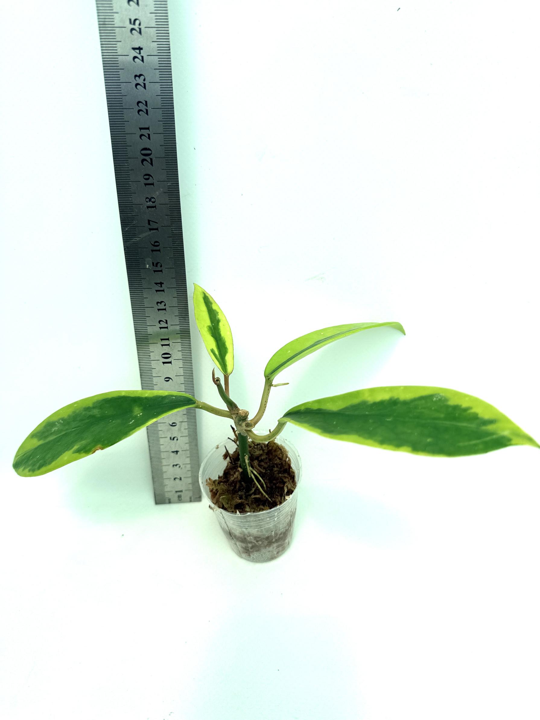 Hoya Diversifolia Albomarginata 3