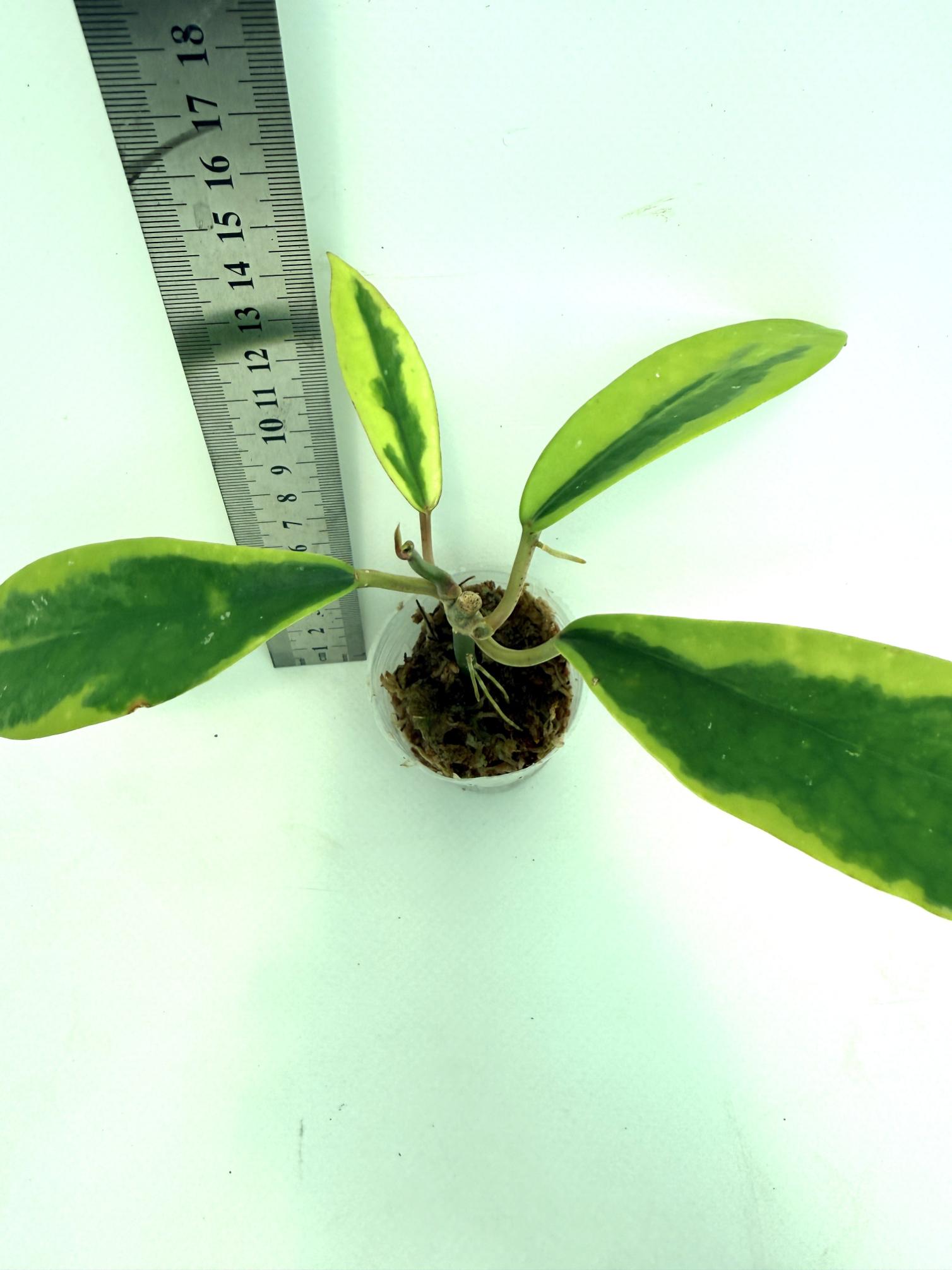 Hoya Diversifolia Albomarginata 5