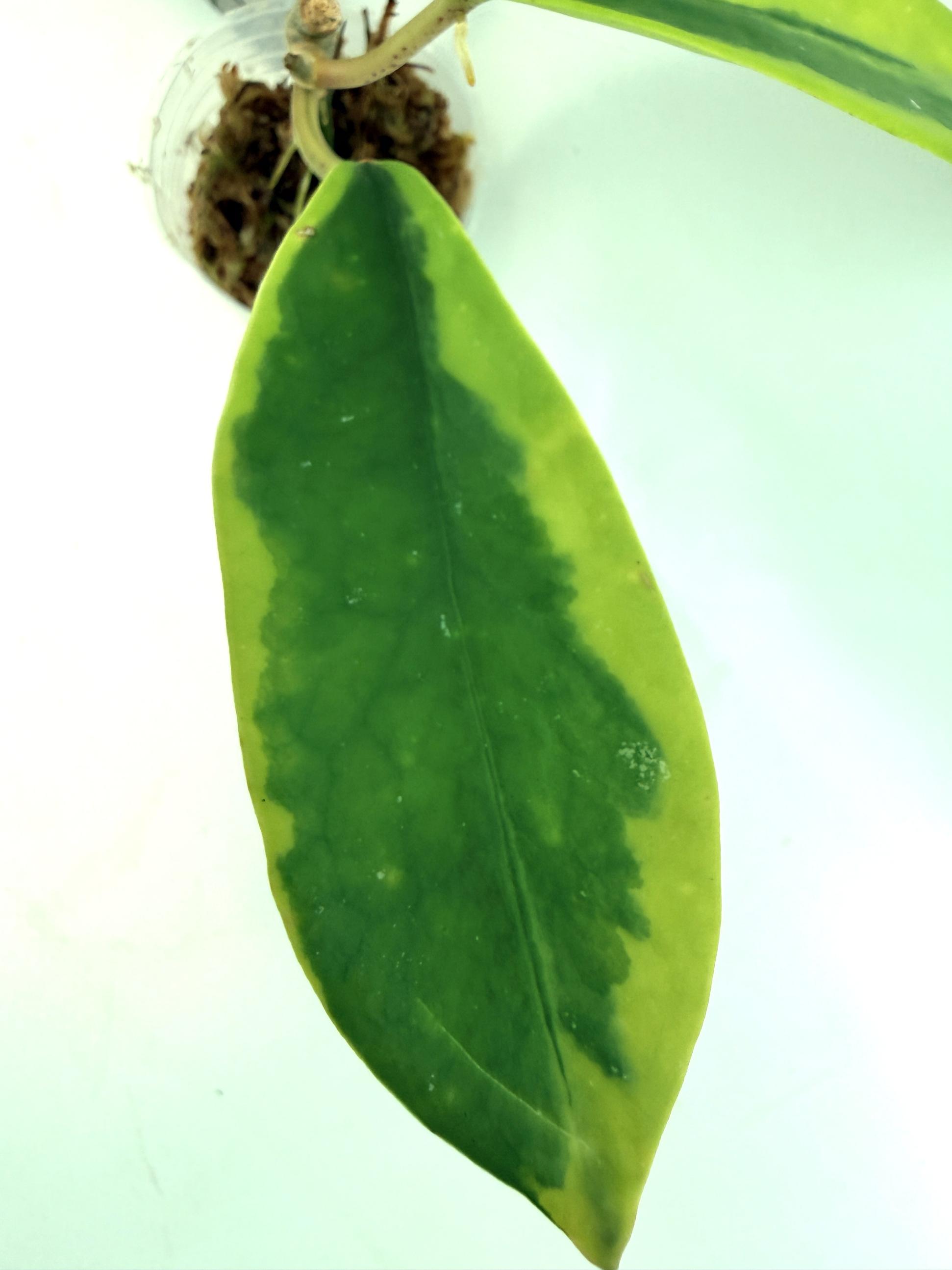 Hoya Diversifolia Albomarginata 4