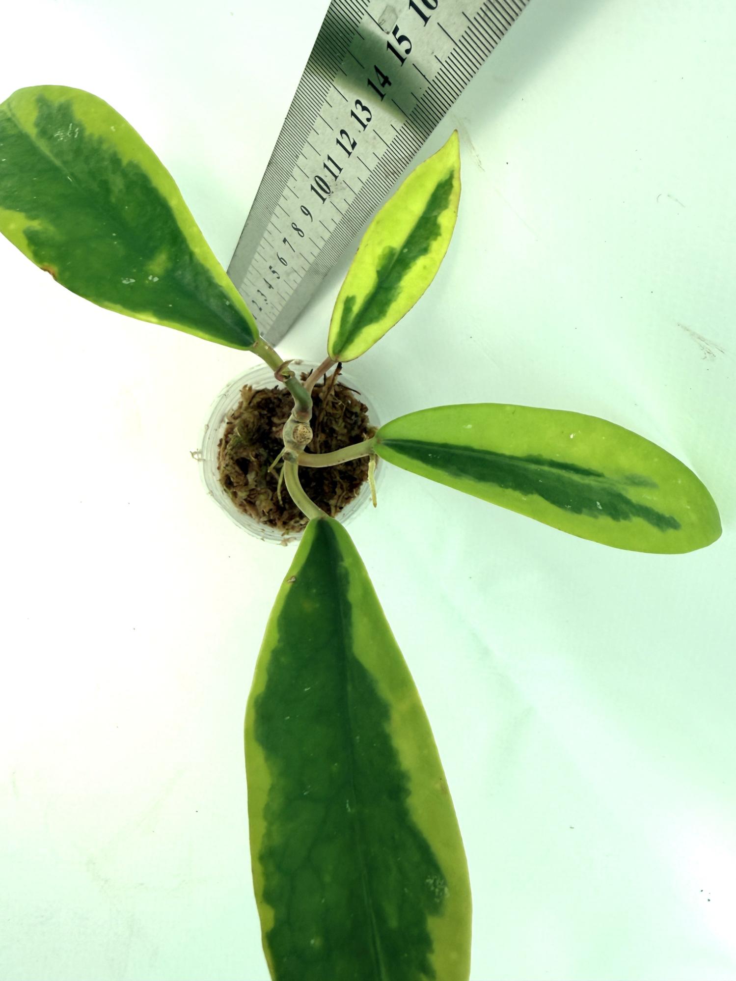 Hoya Diversifolia Albomarginata 6
