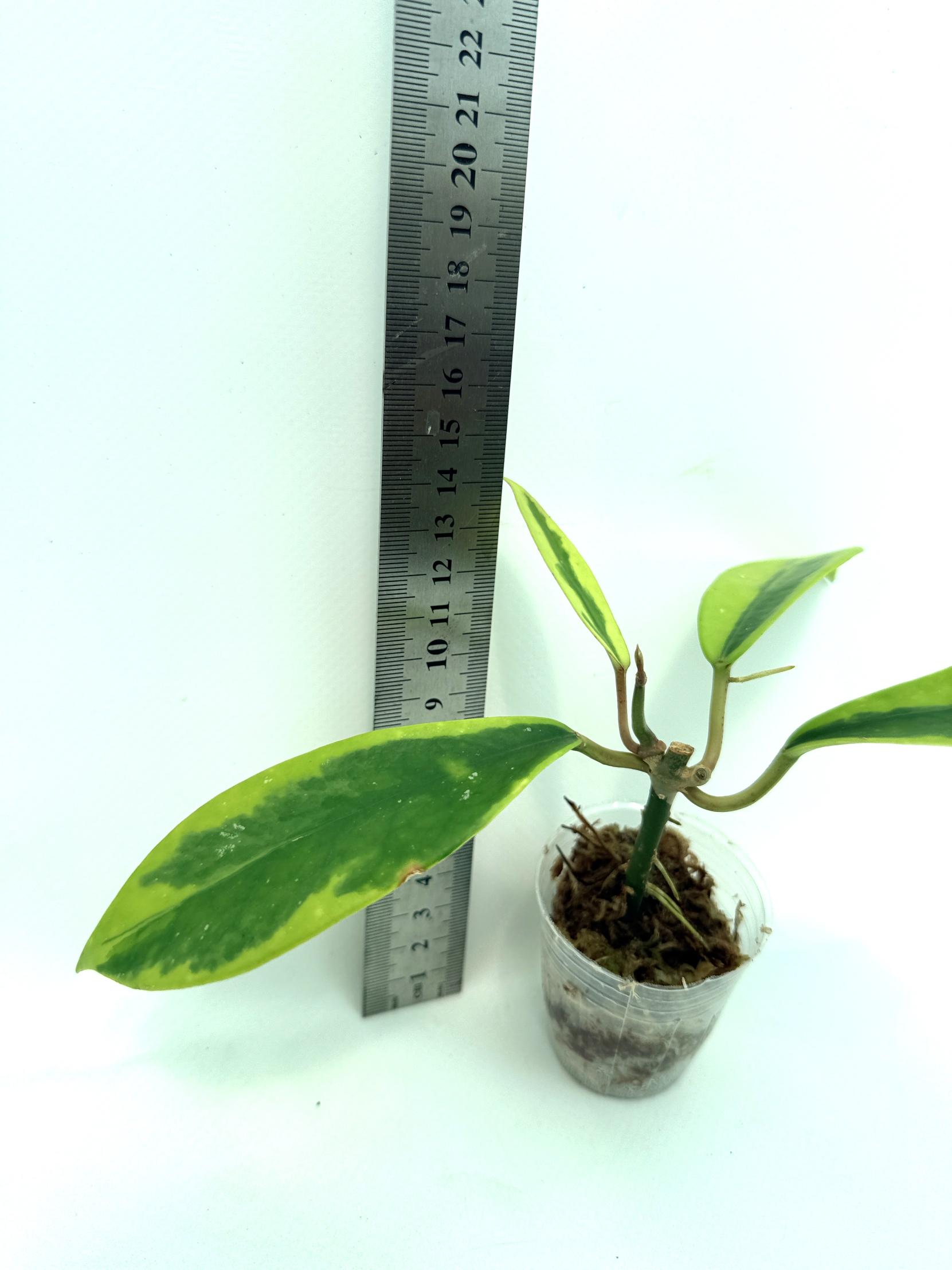 Hoya Diversifolia Albomarginata 7