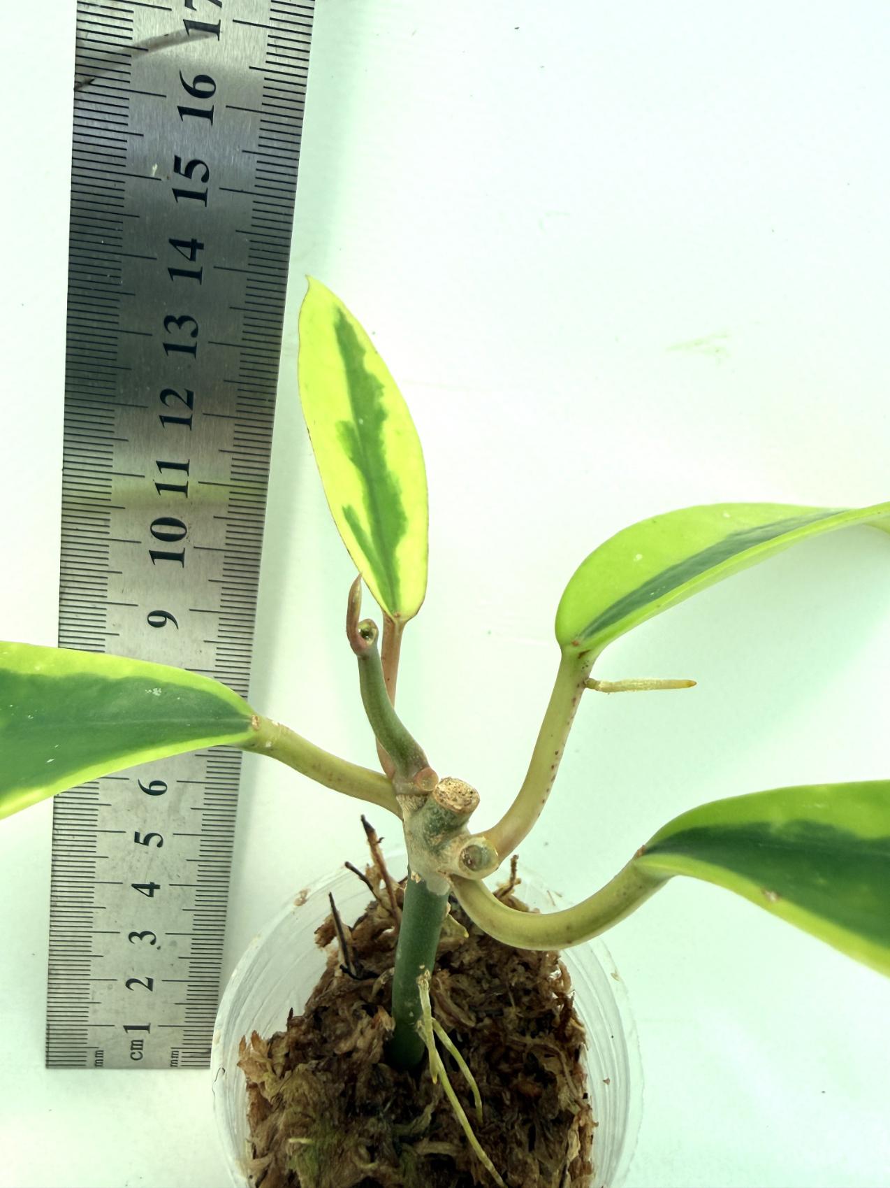Hoya Diversifolia Albomarginata 8