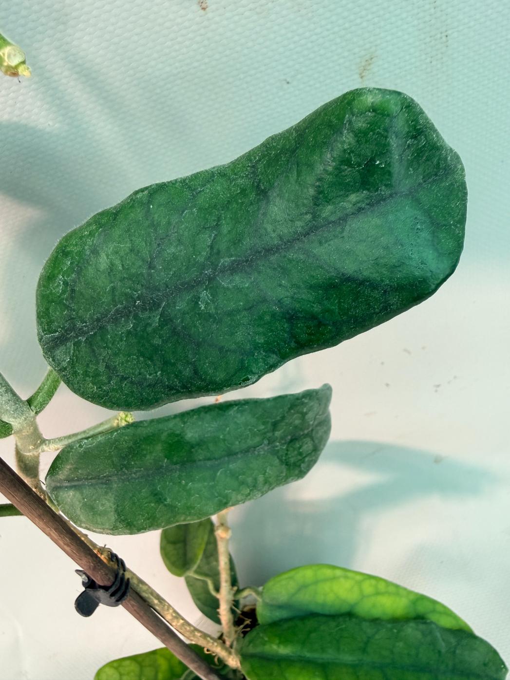 Hoya Globulosa XL 10