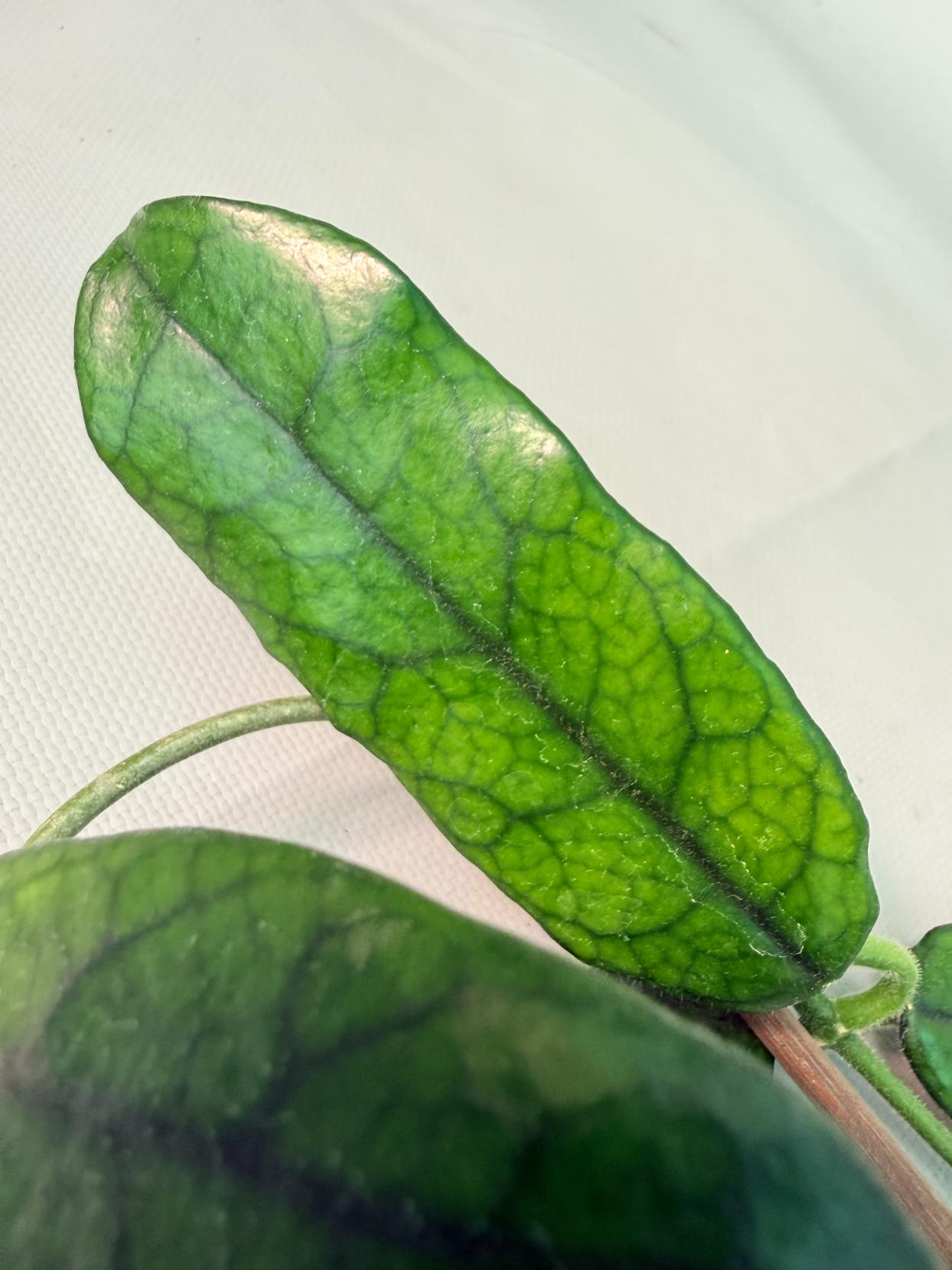 Hoya Globulosa XL 14