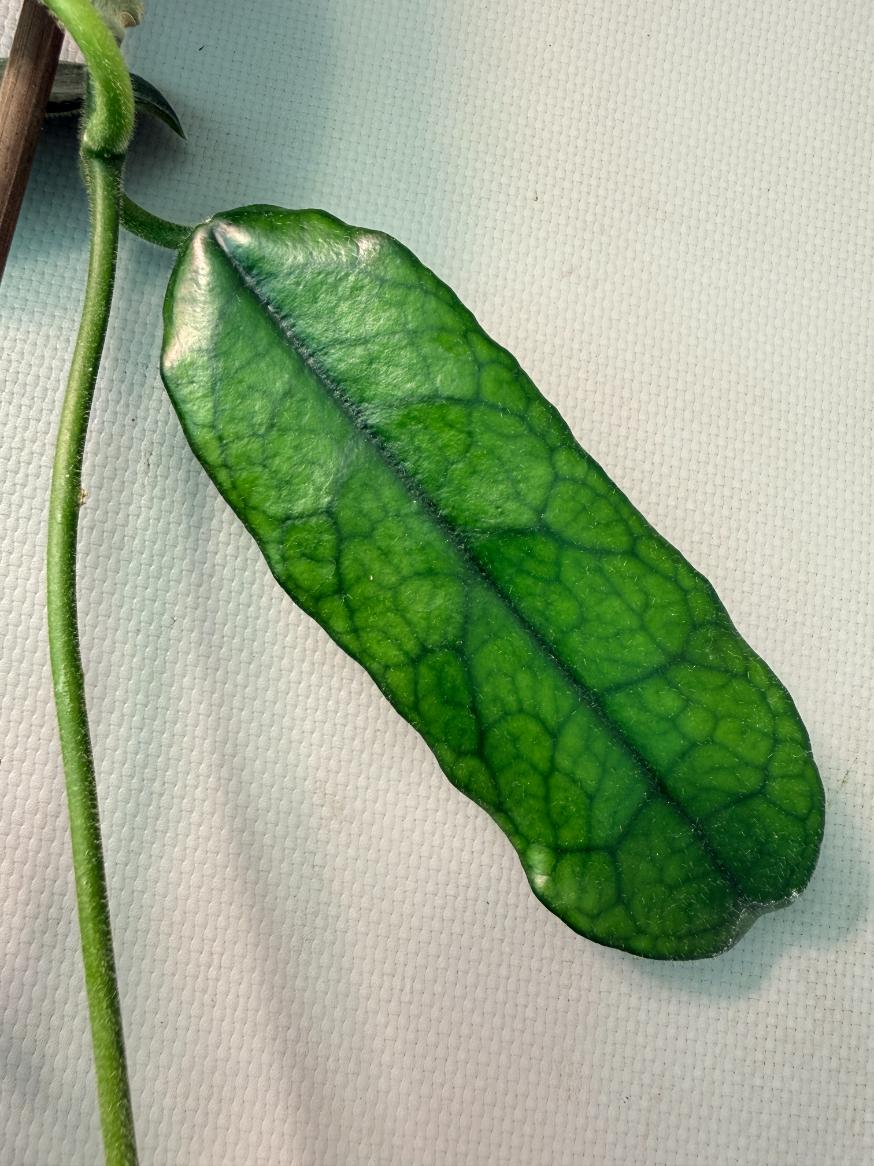 Hoya Globulosa XL 15