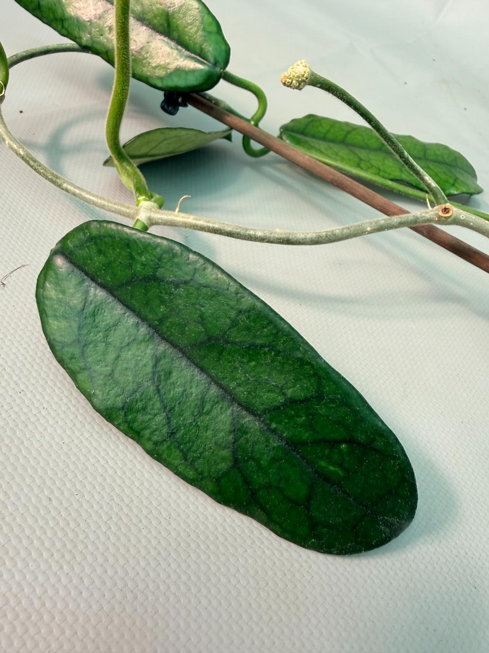 Hoya Globulosa XL 04