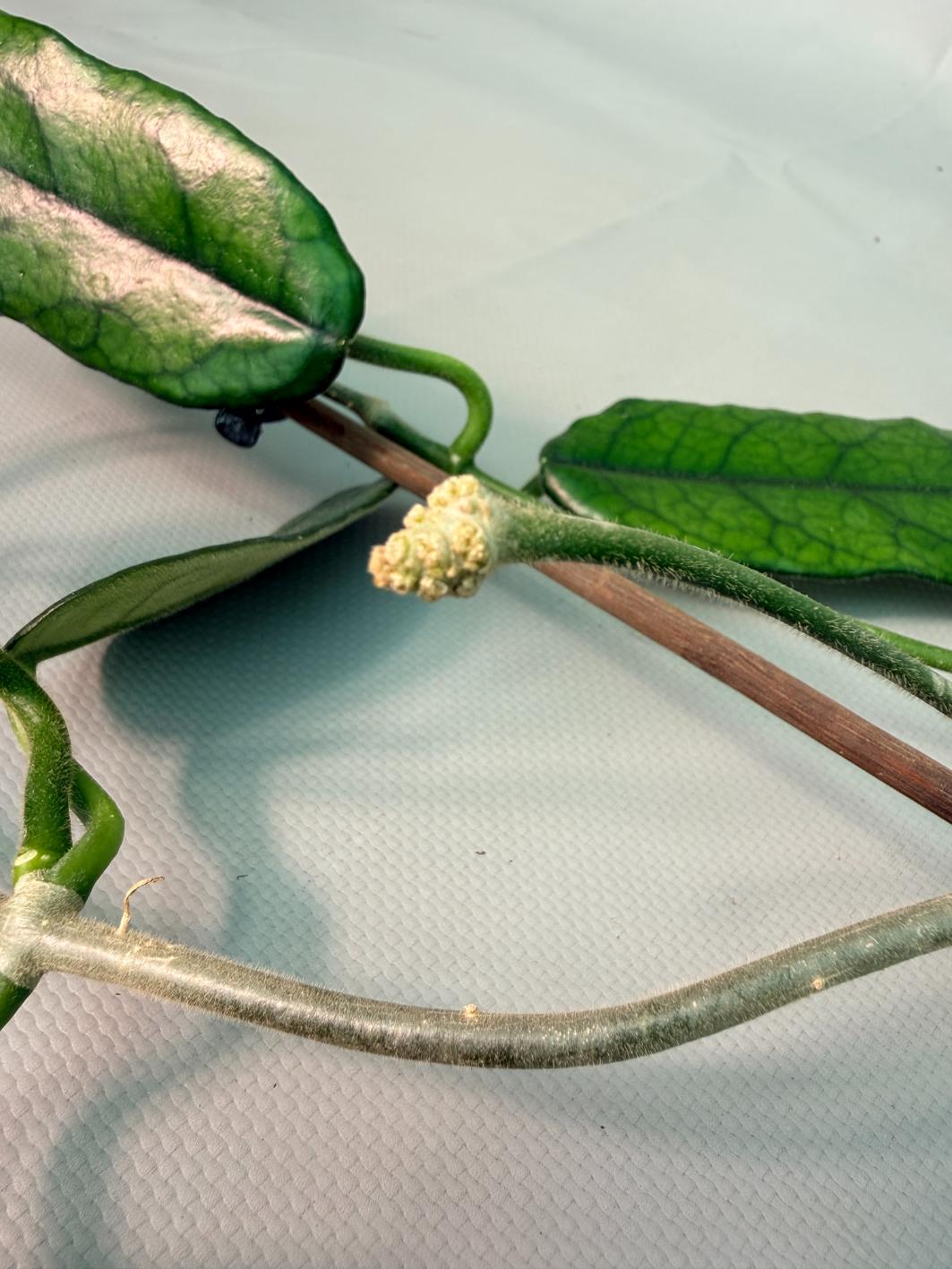 Hoya Globulosa XL 02
