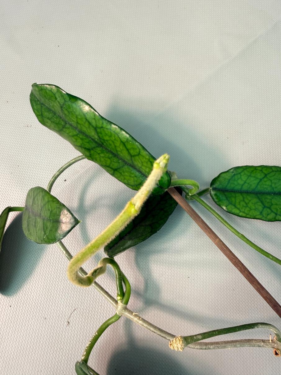 Hoya Globulosa XL 03