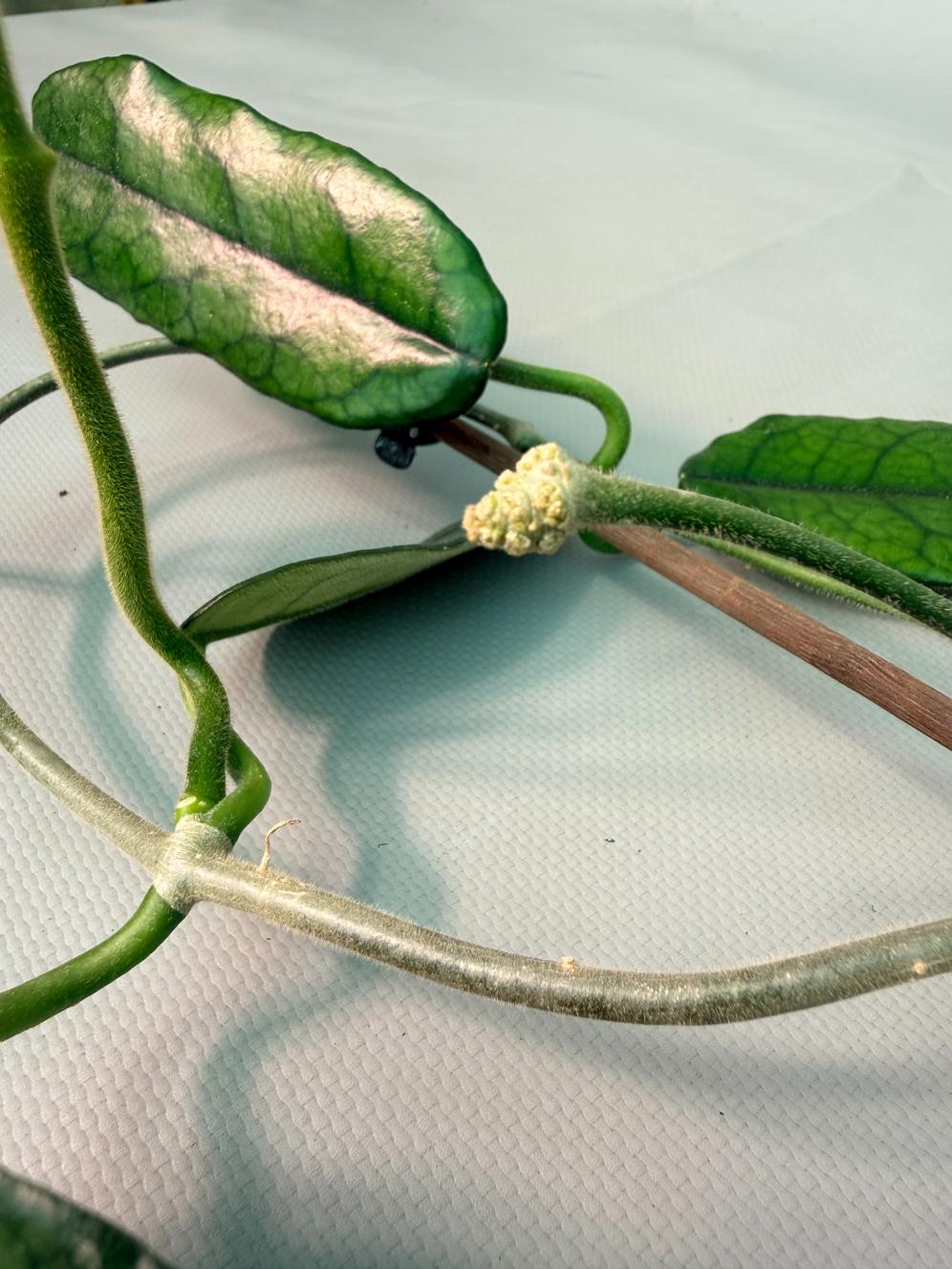 Hoya Globulosa XL 05