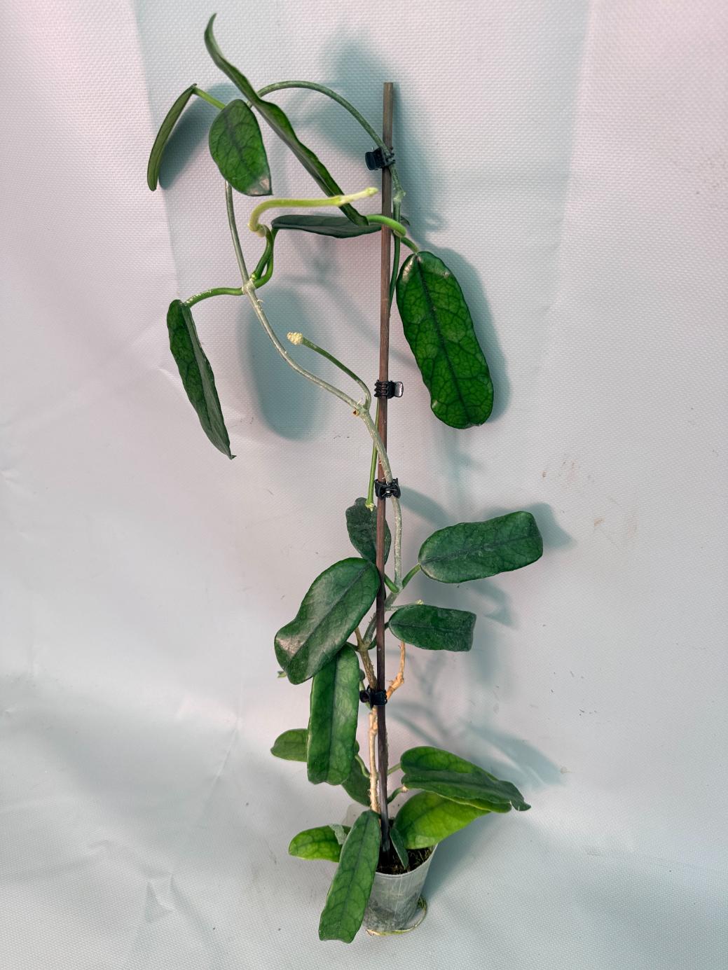 Hoya Globulosa XL 01