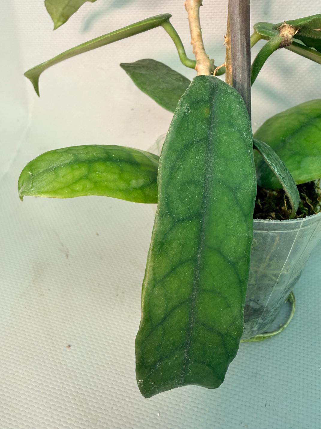 Hoya Globulosa XL 06