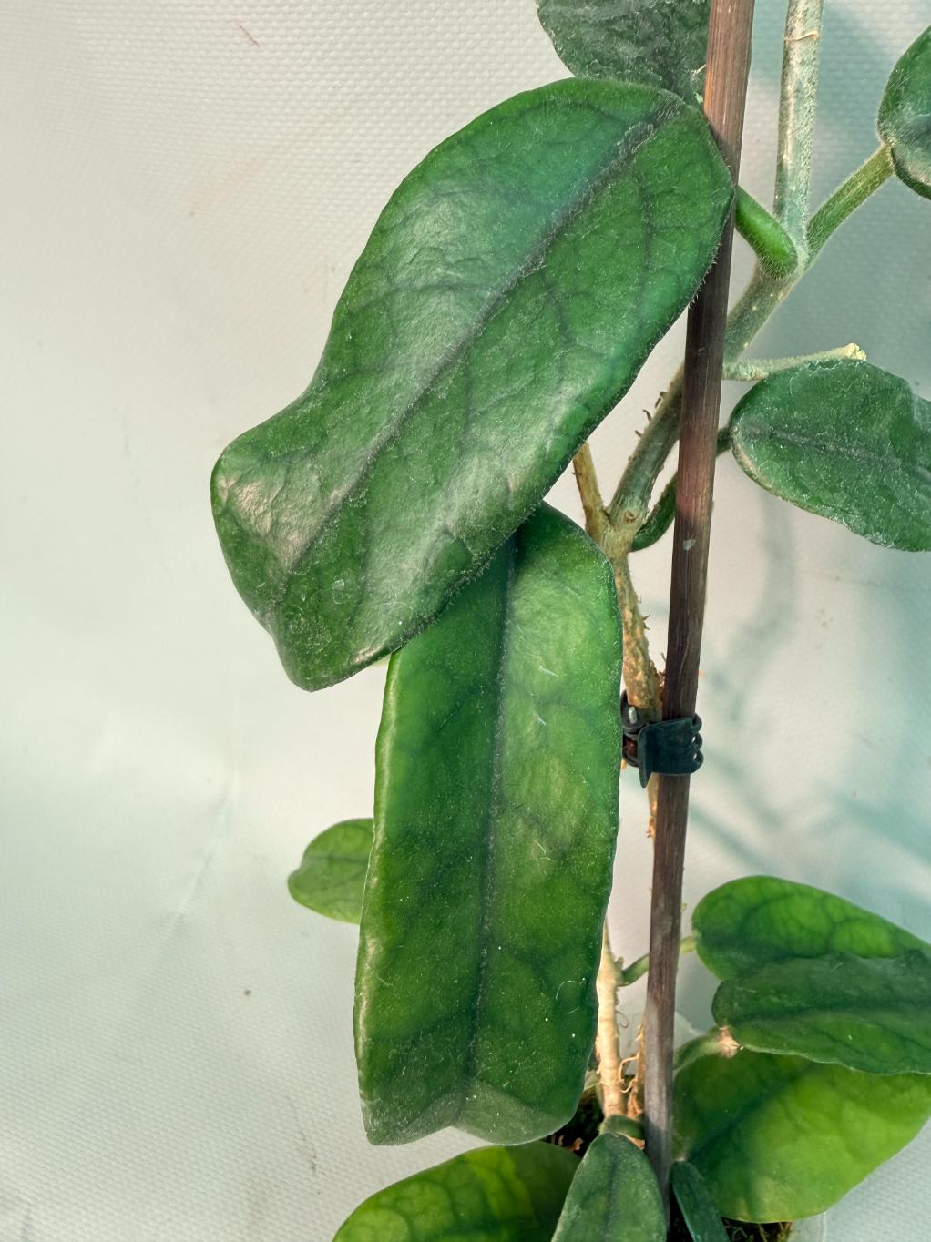 Hoya Globulosa XL 07