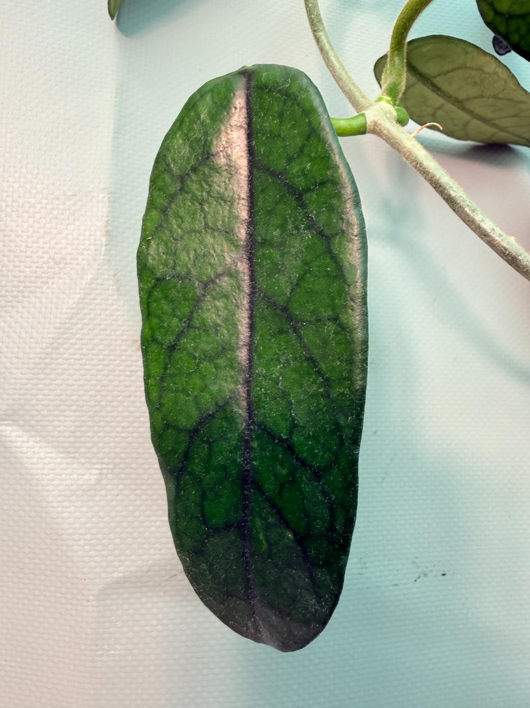 Hoya Globulosa XL 08