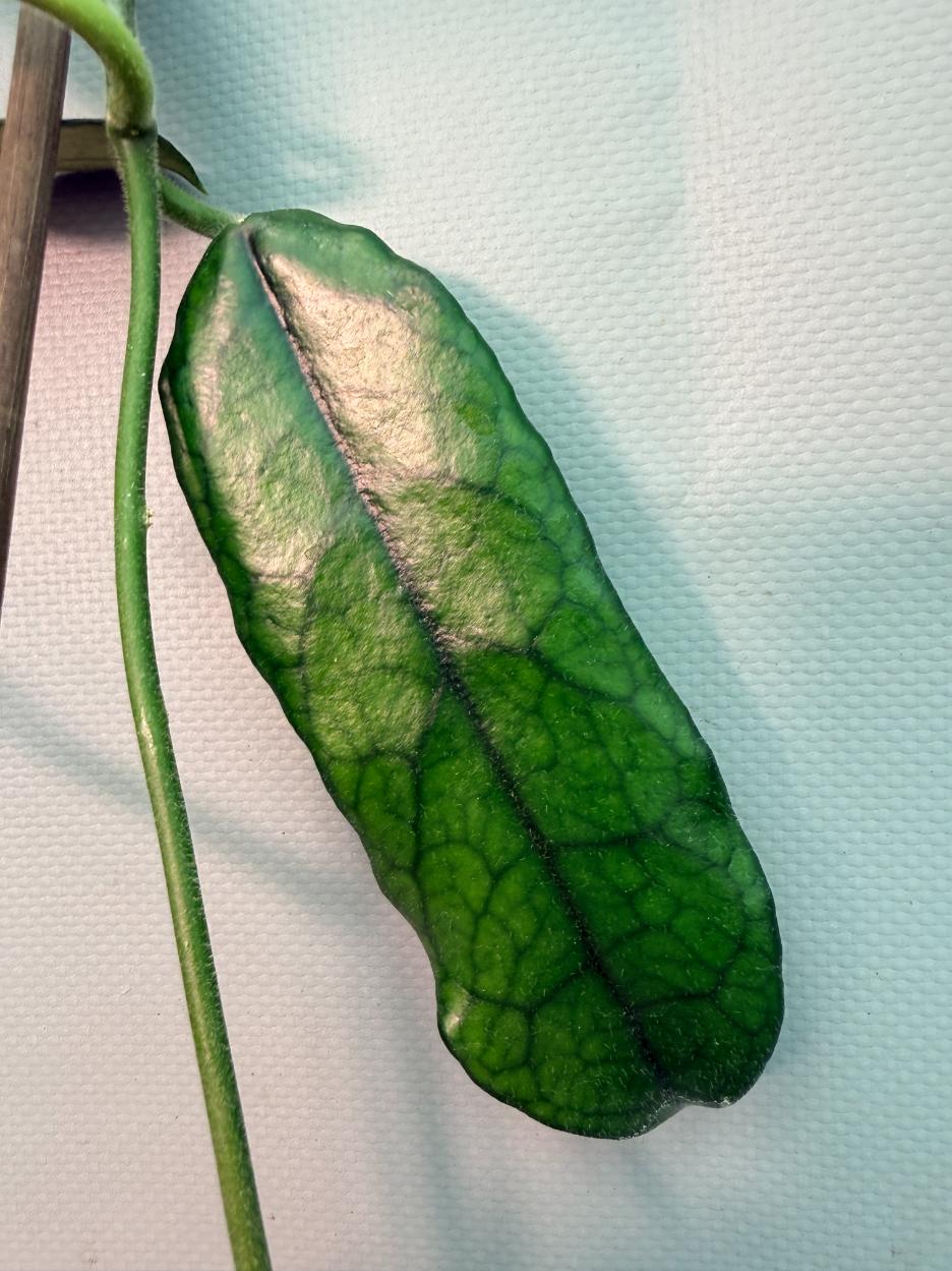 Hoya Globulosa XL 12