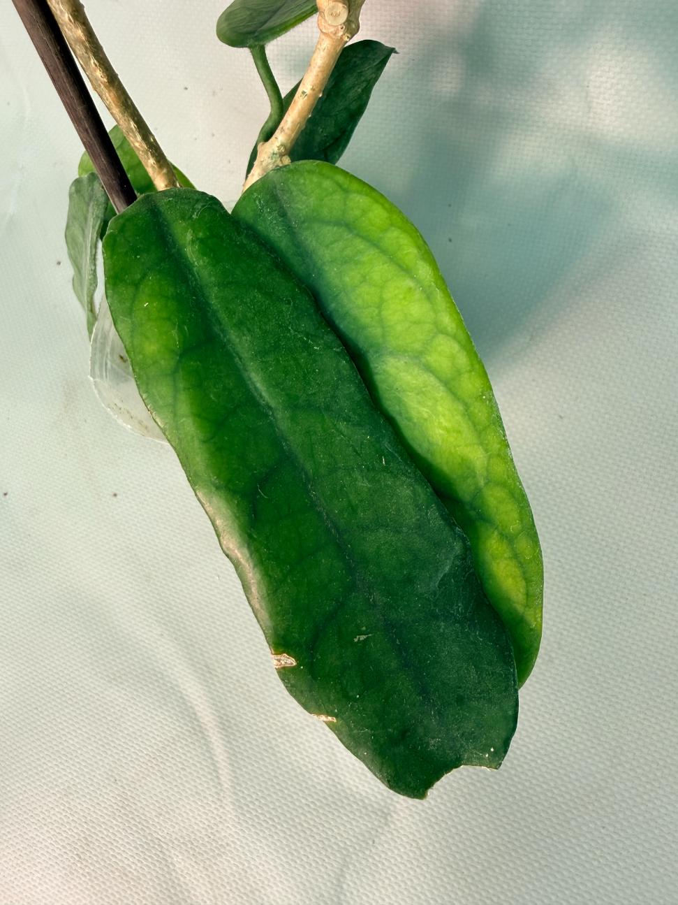 Hoya Globulosa XL 09