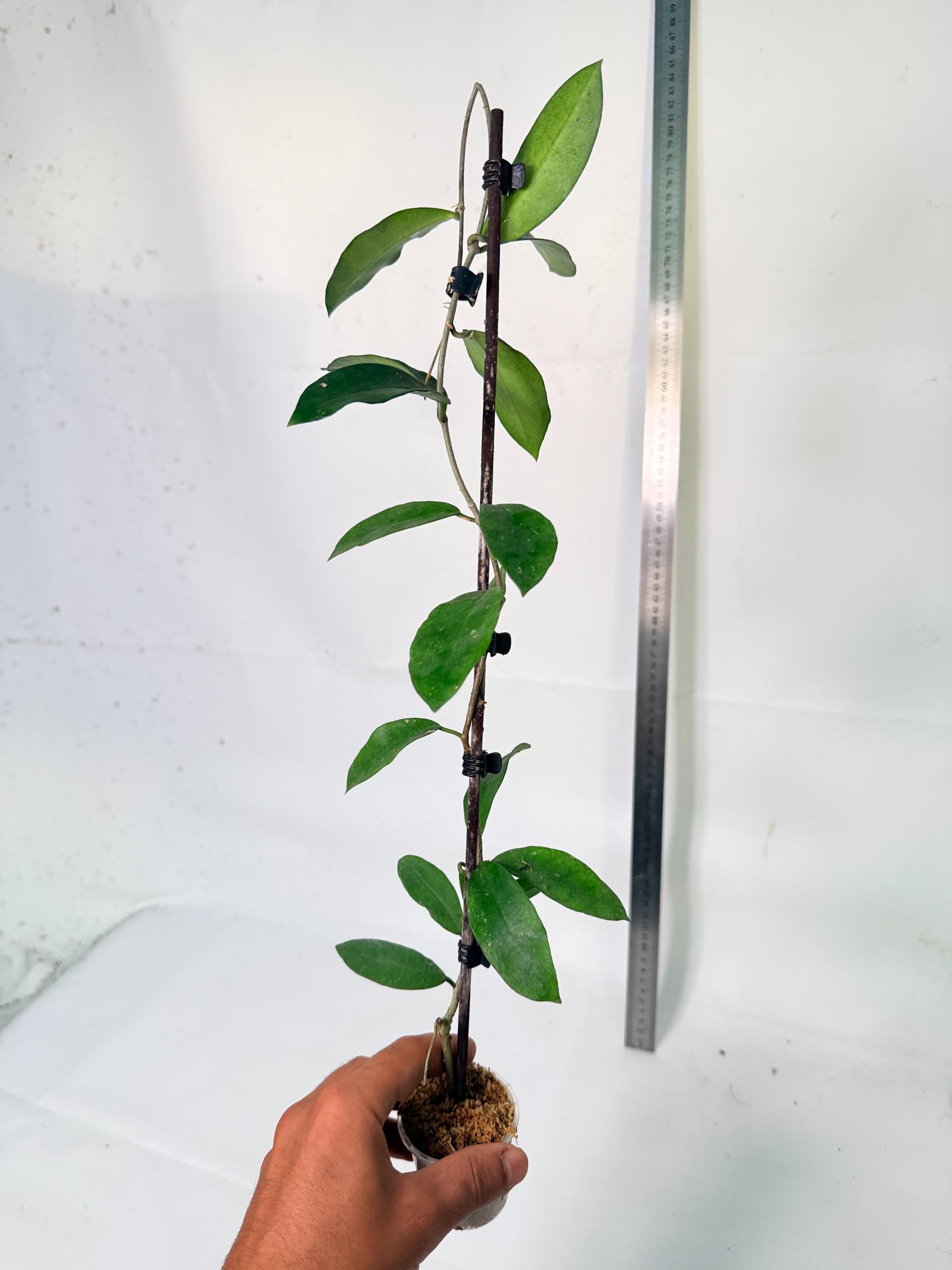 Hoya Graveolens 9