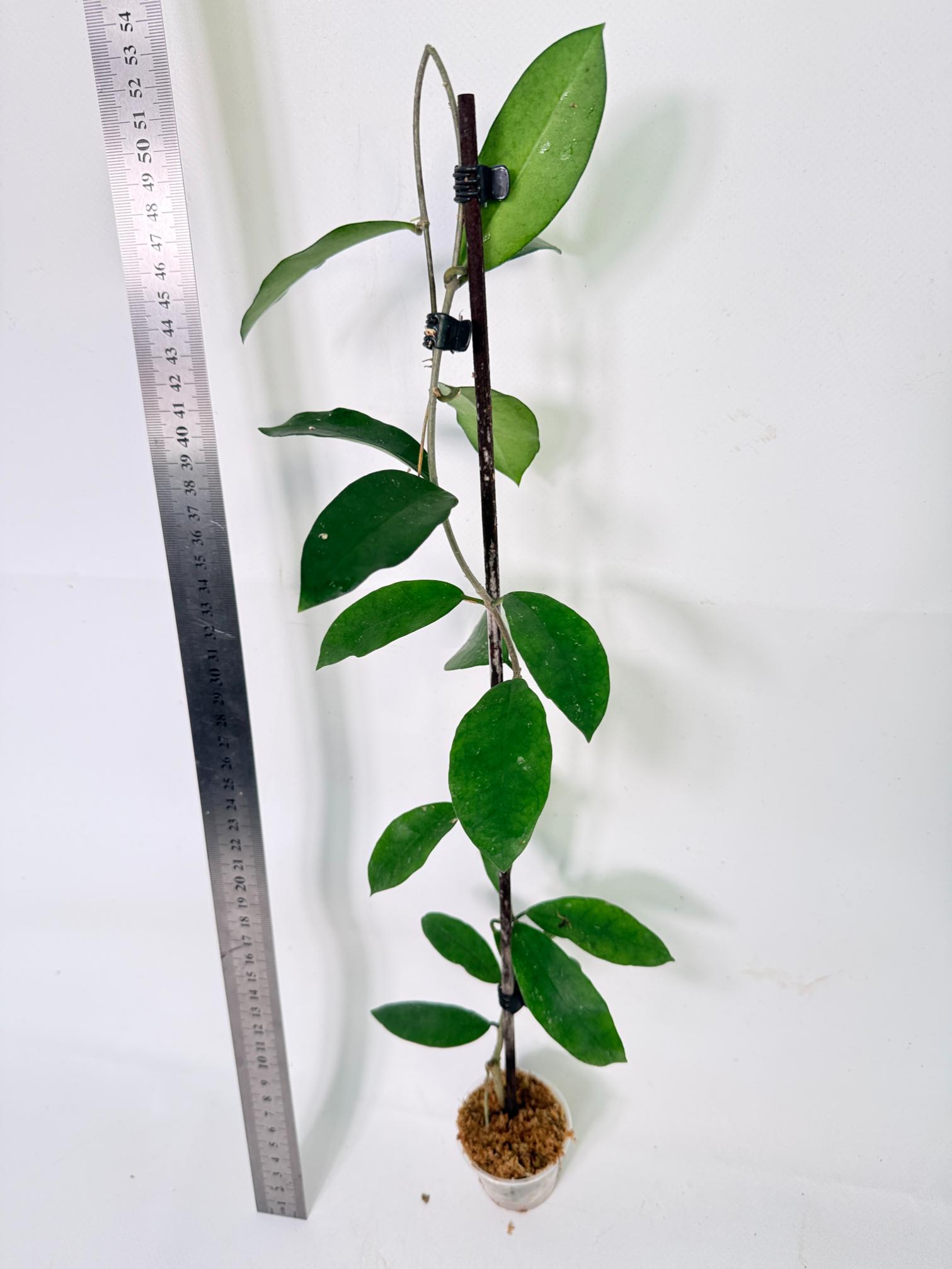 Hoya Graveolens 1