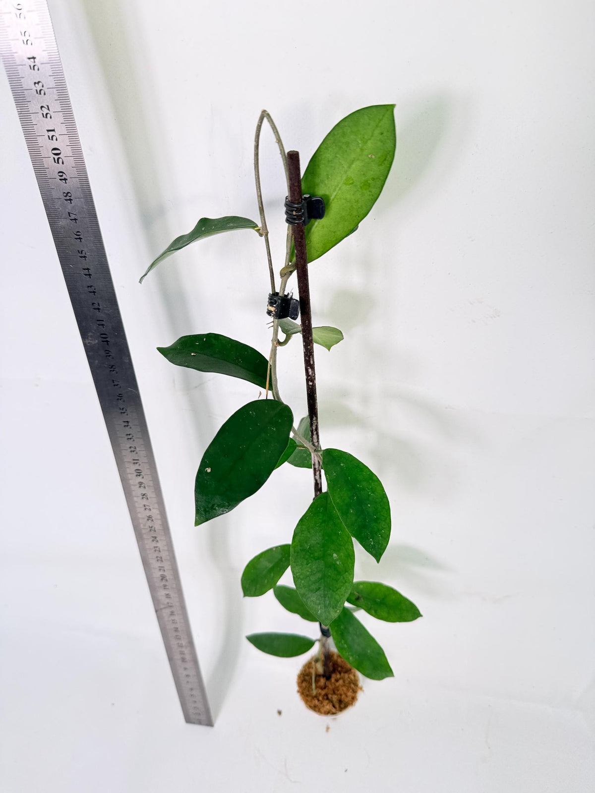 Hoya Graveolens 6