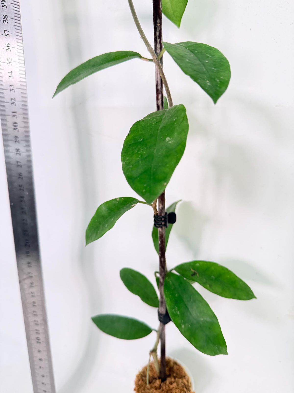 Hoya Graveolens 8