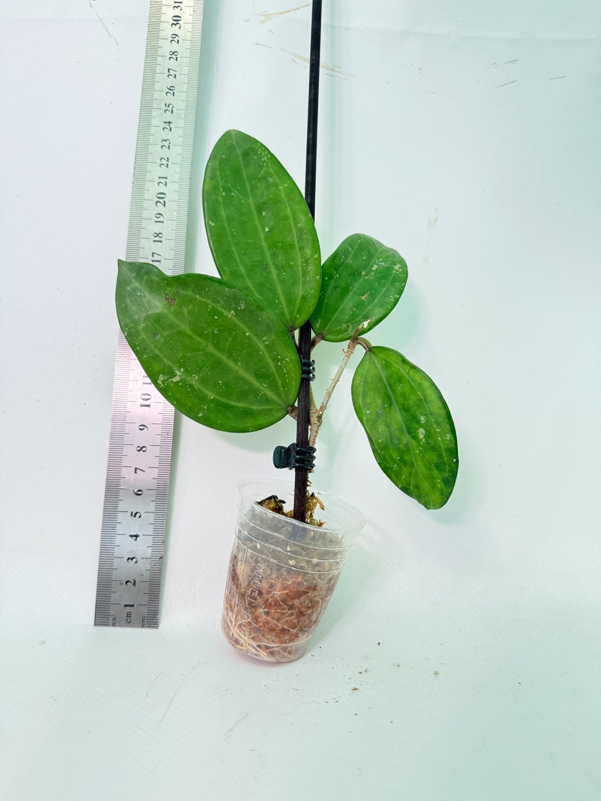 Hoya Hanhiae Pink 1
