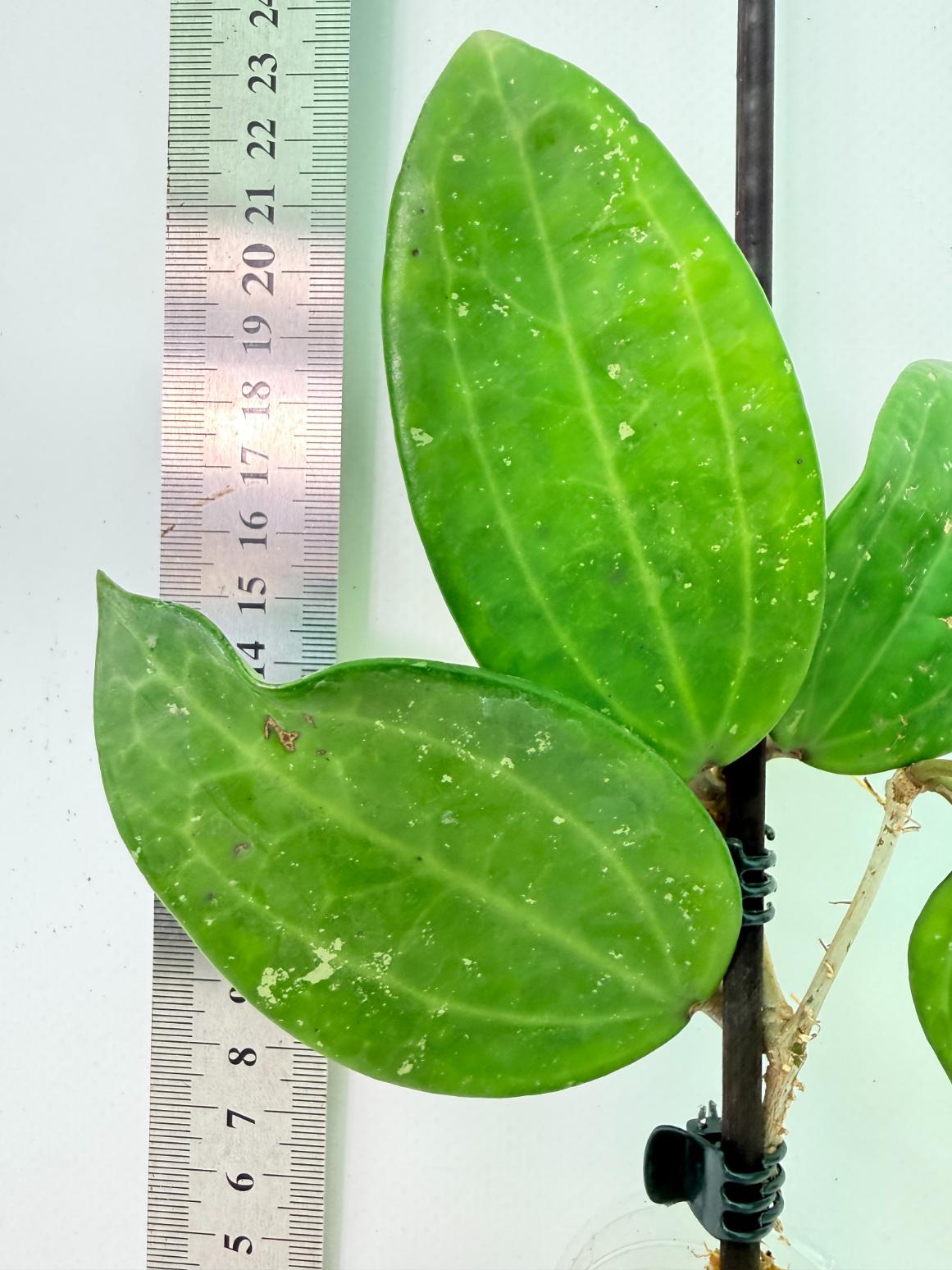 Hoya Hanhiae Pink 3