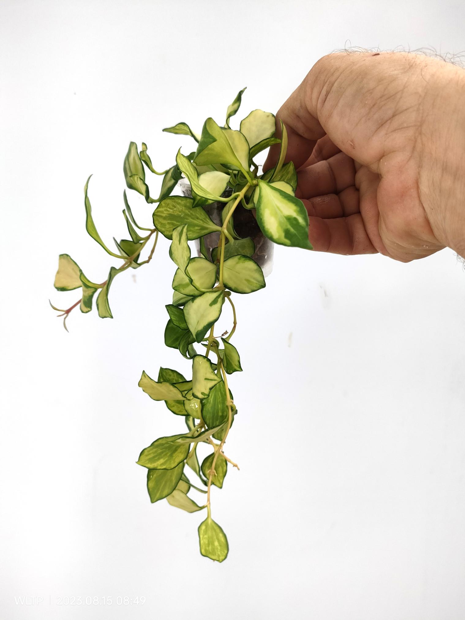 Hoya Heuschkeliana variegata 