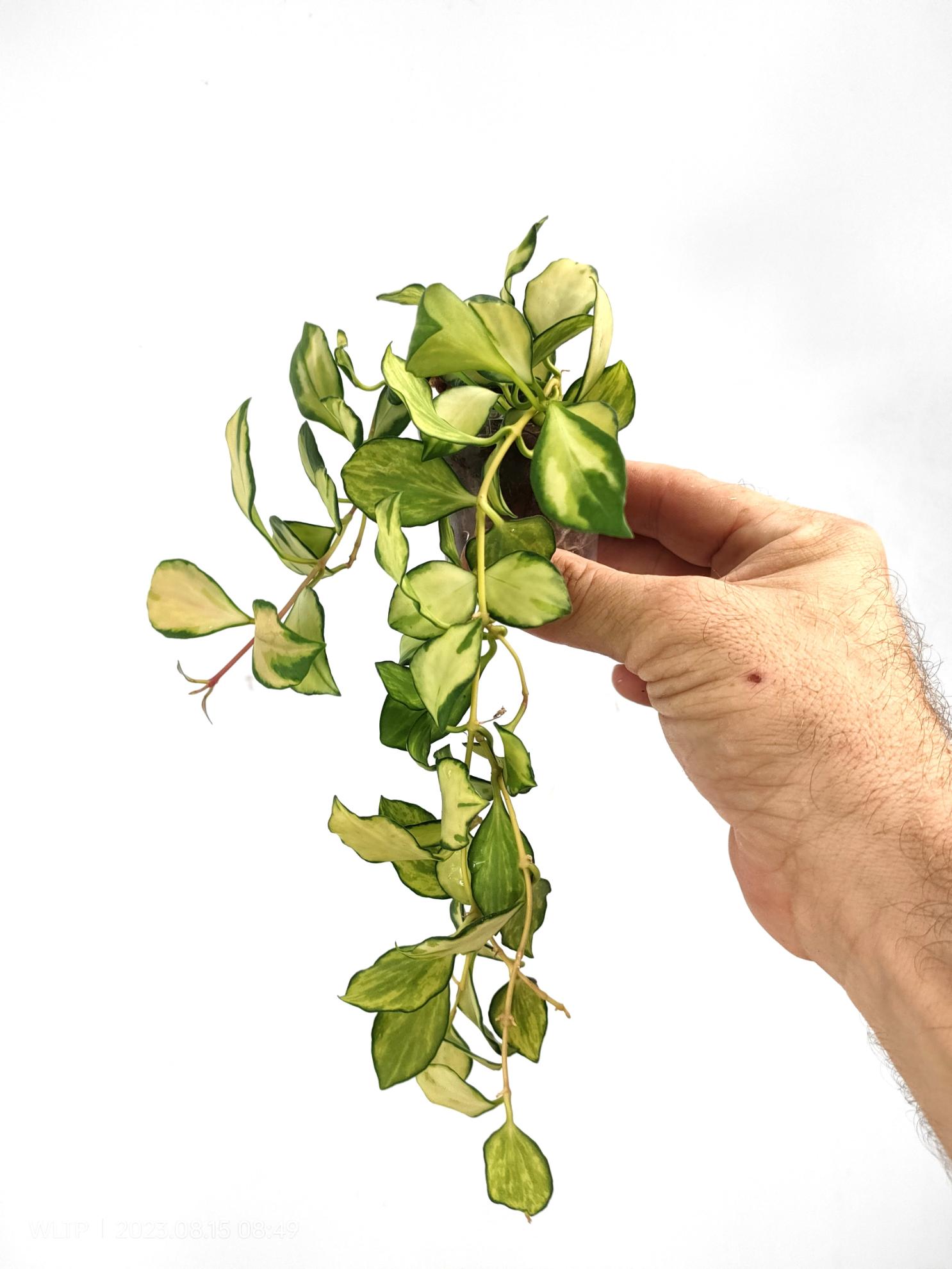 Hoya Heuschkeliana variegata 2