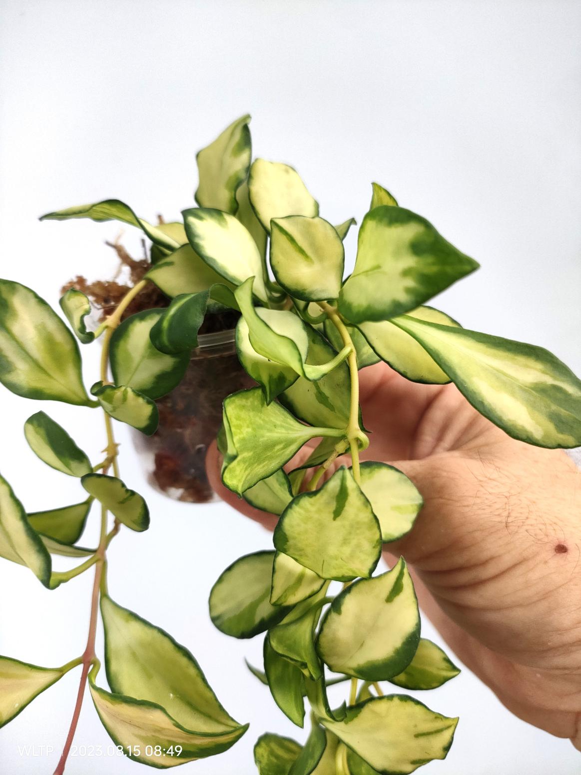 Hoya Heuschkeliana variegata 3