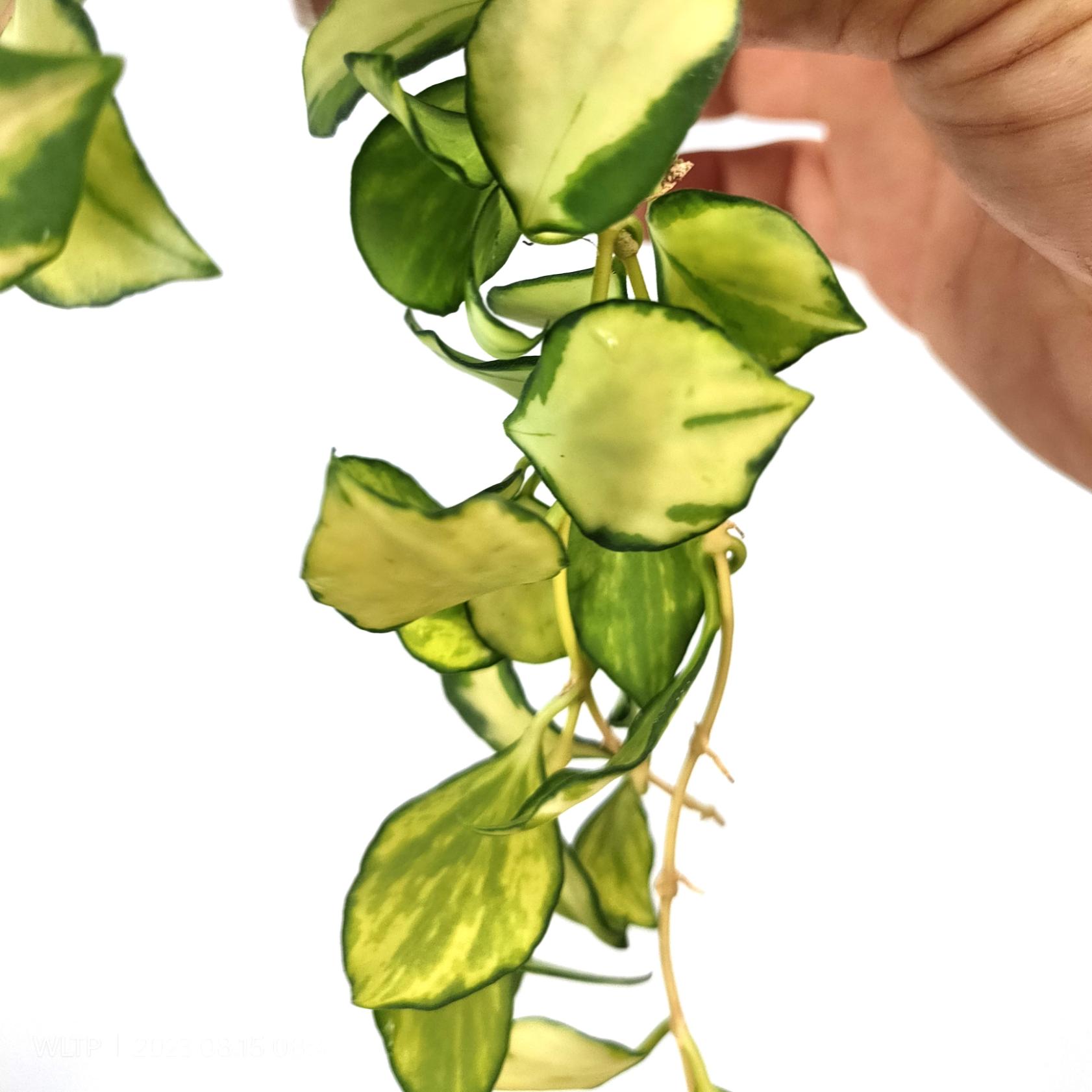 Hoya Heuschkeliana variegata 4