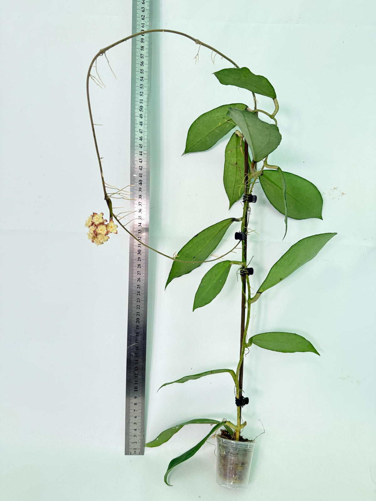Hoya Cv. Jennifer with FLOWERS 3
