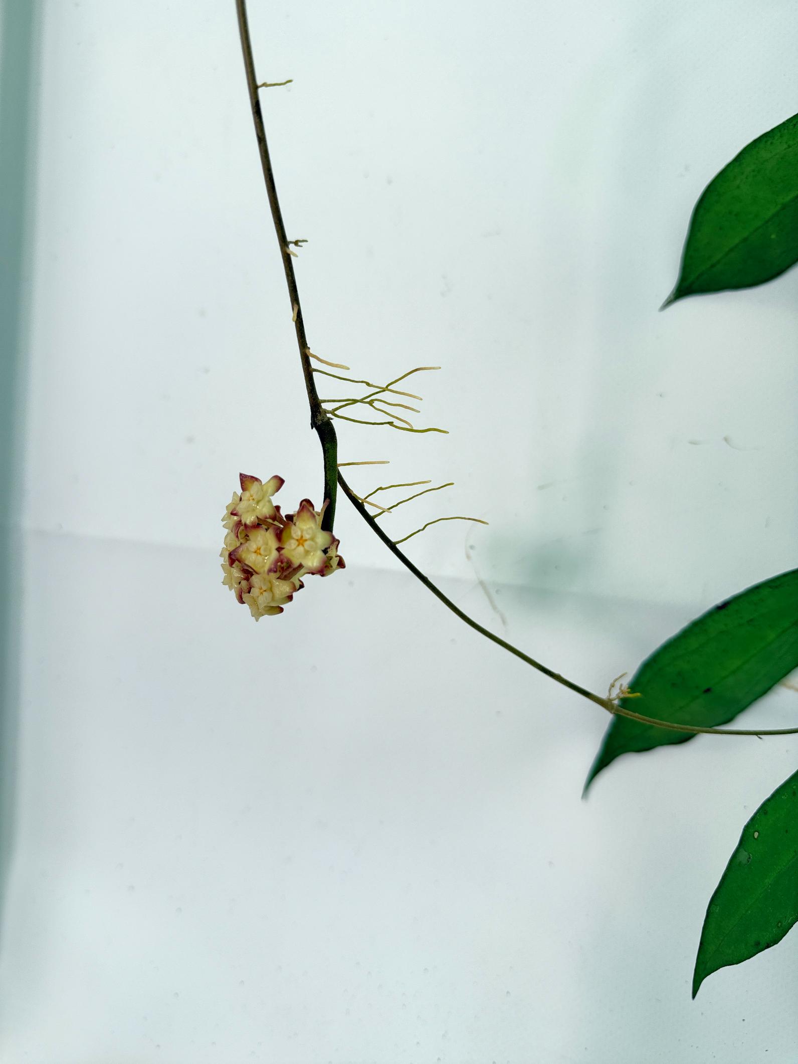 Hoya Cv. Jennifer with FLOWERS 