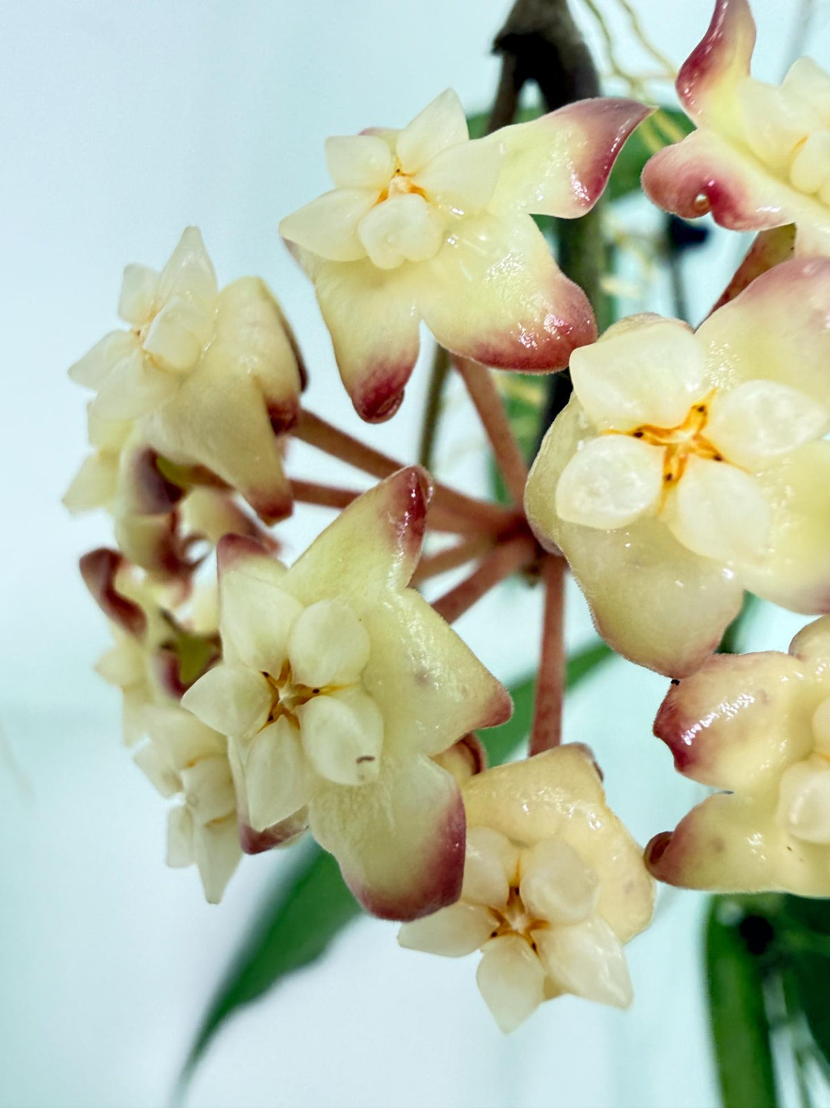 Hoya Cv. Jennifer with FLOWERS 4