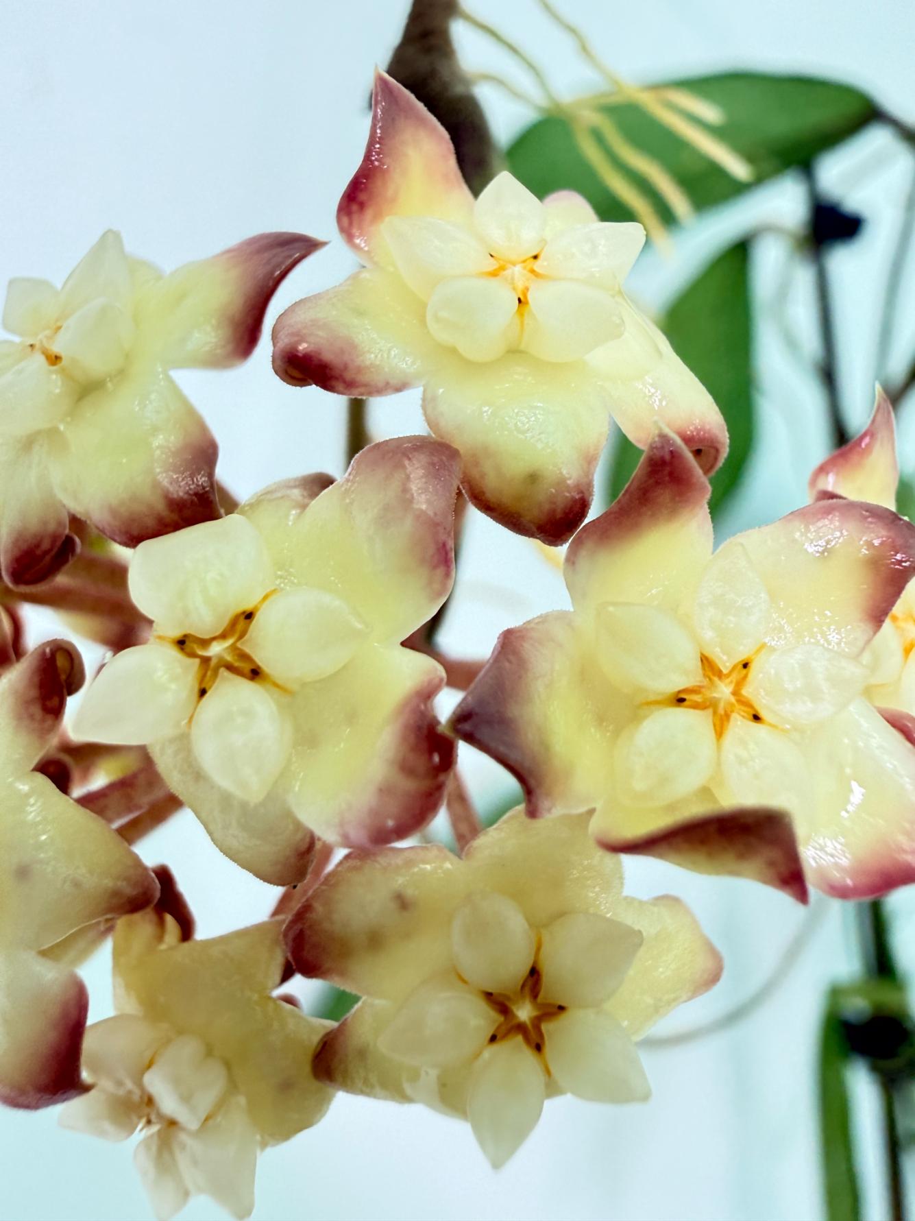 Hoya Cv. Jennifer with FLOWERS 1