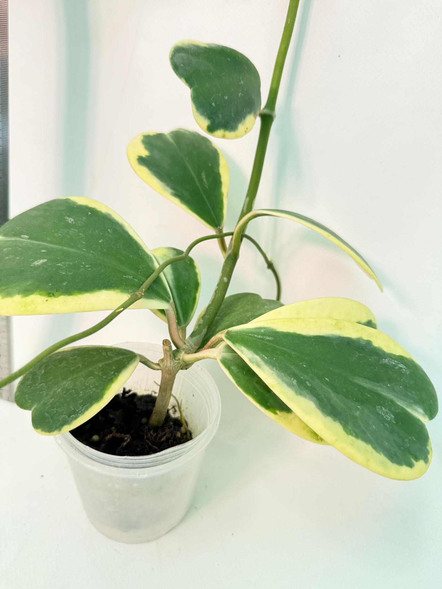 Hoya kerrii variegata 2