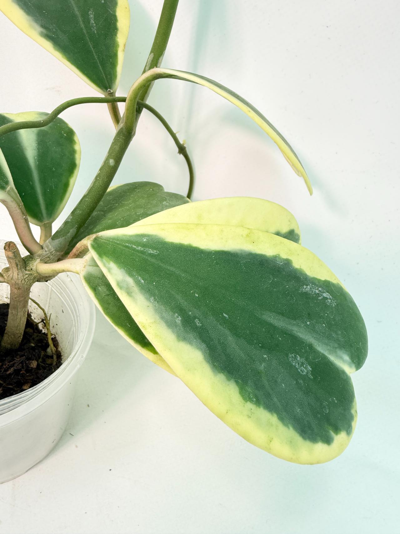 Hoya kerrii variegata 4