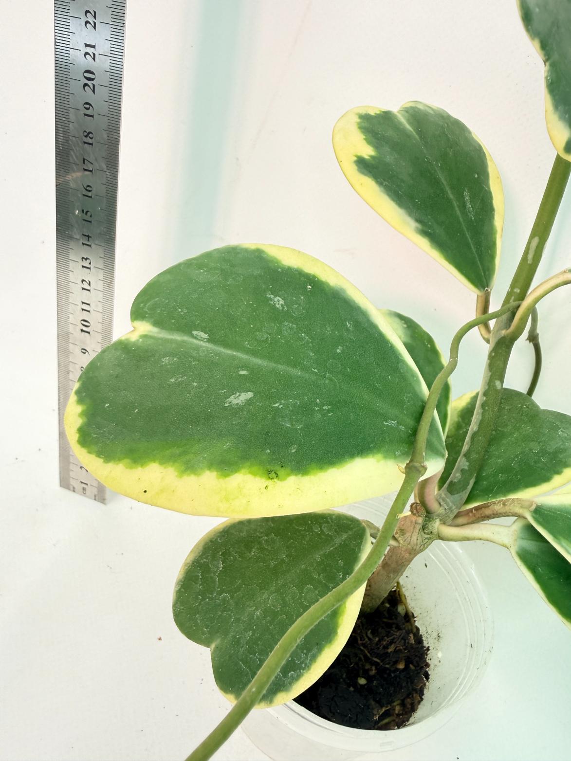 Hoya kerrii variegata 8